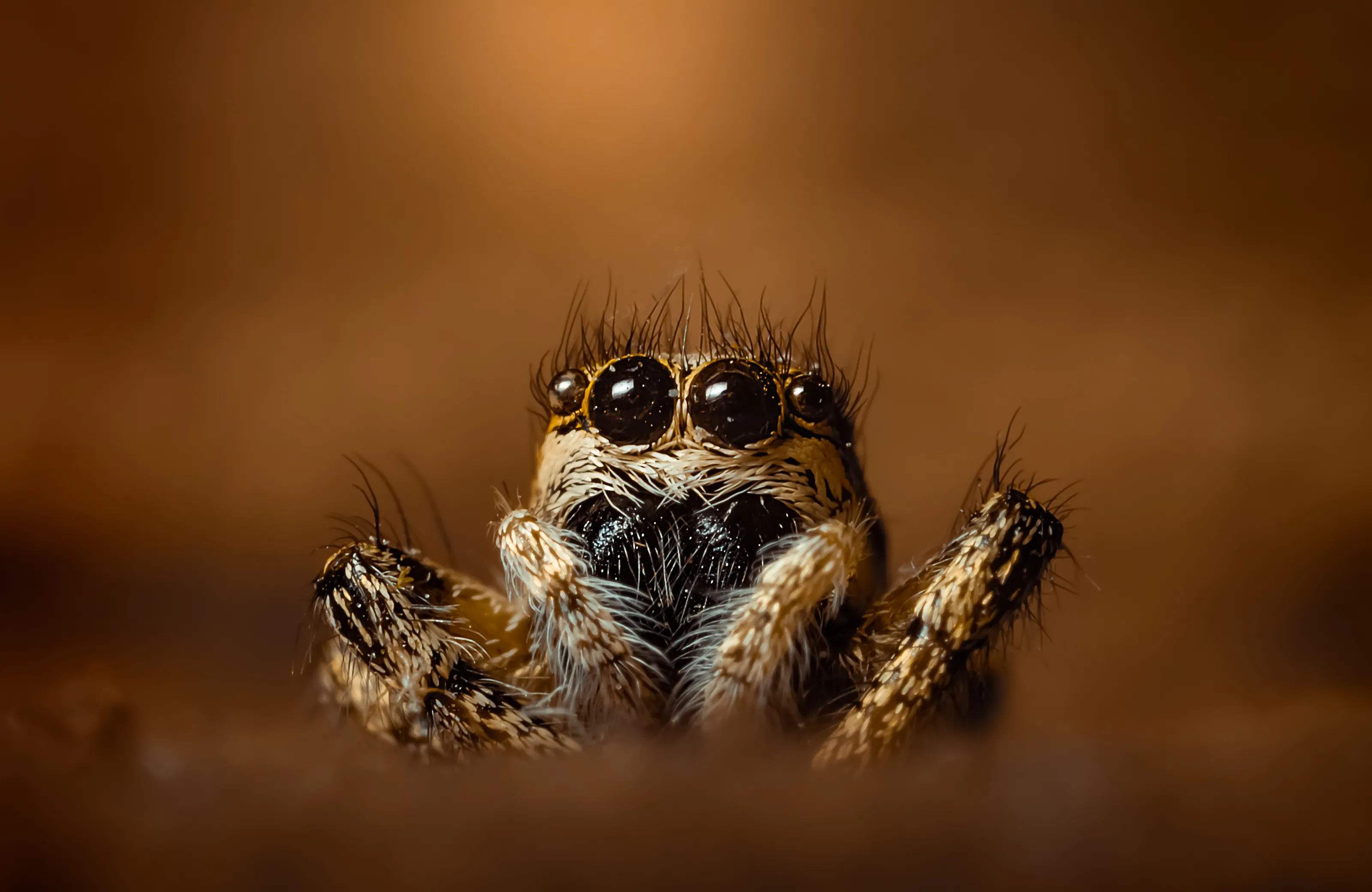 Creepy crawlies
