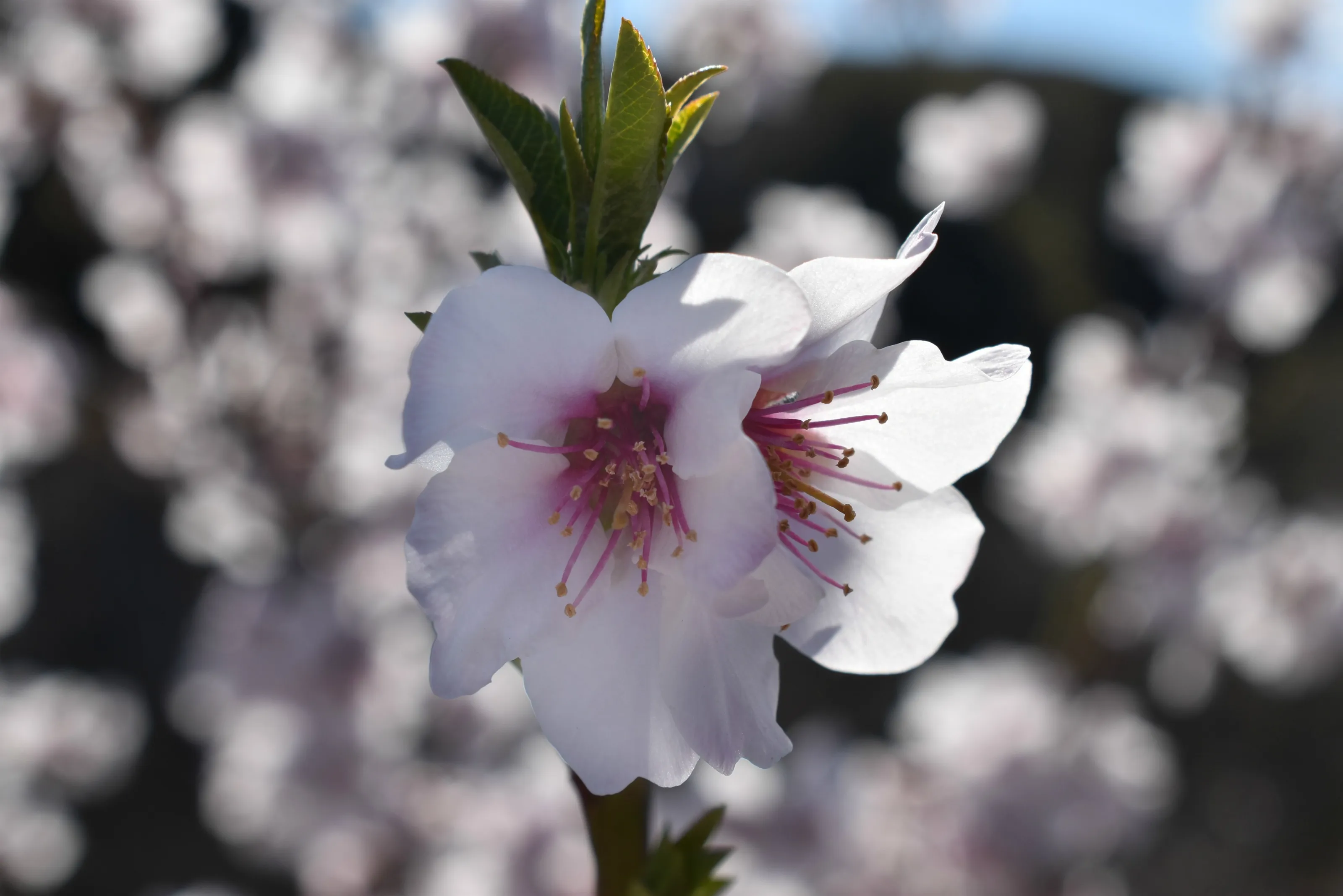 Blossom