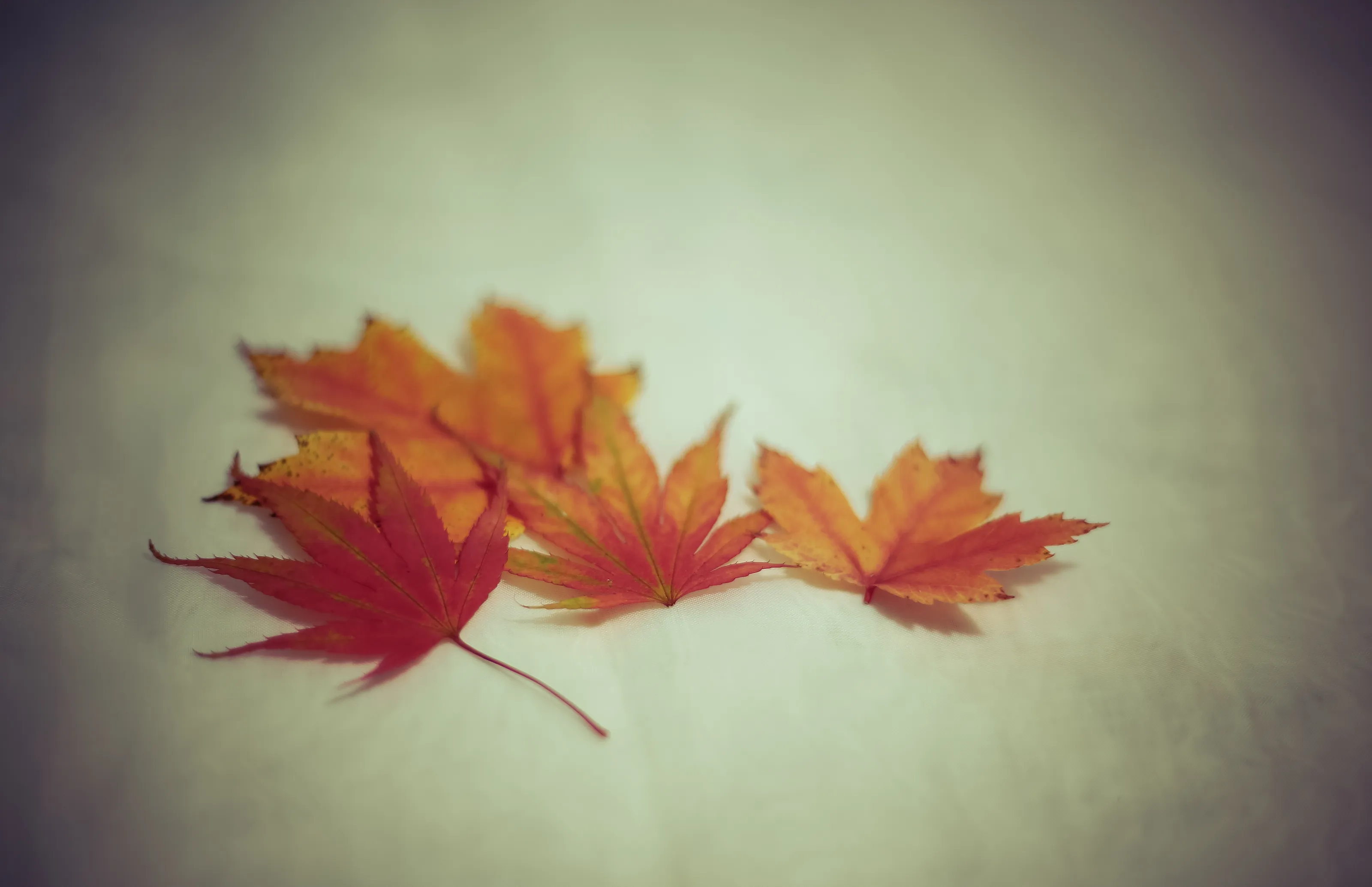 Leaves (but not on trees)