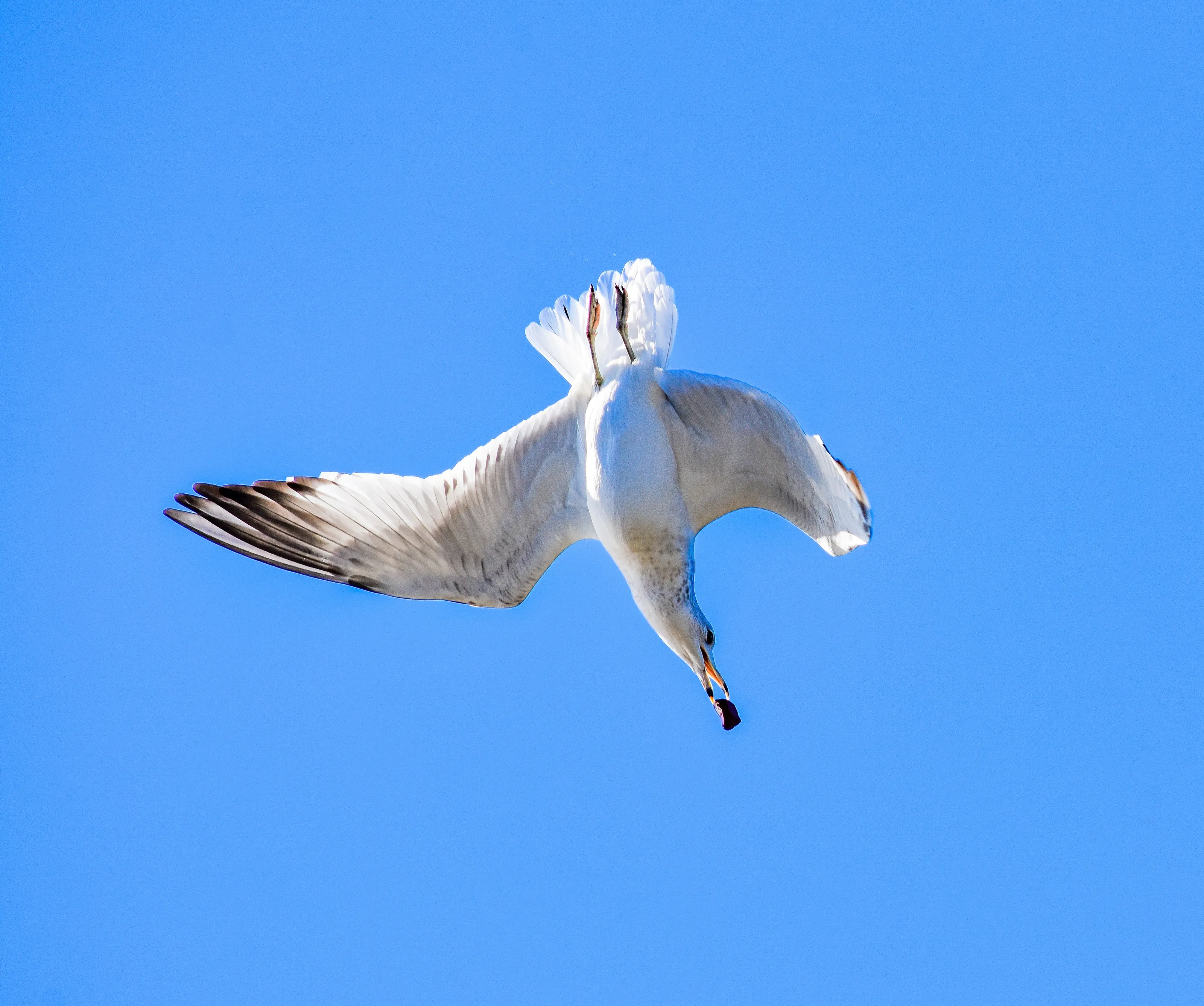 Diving