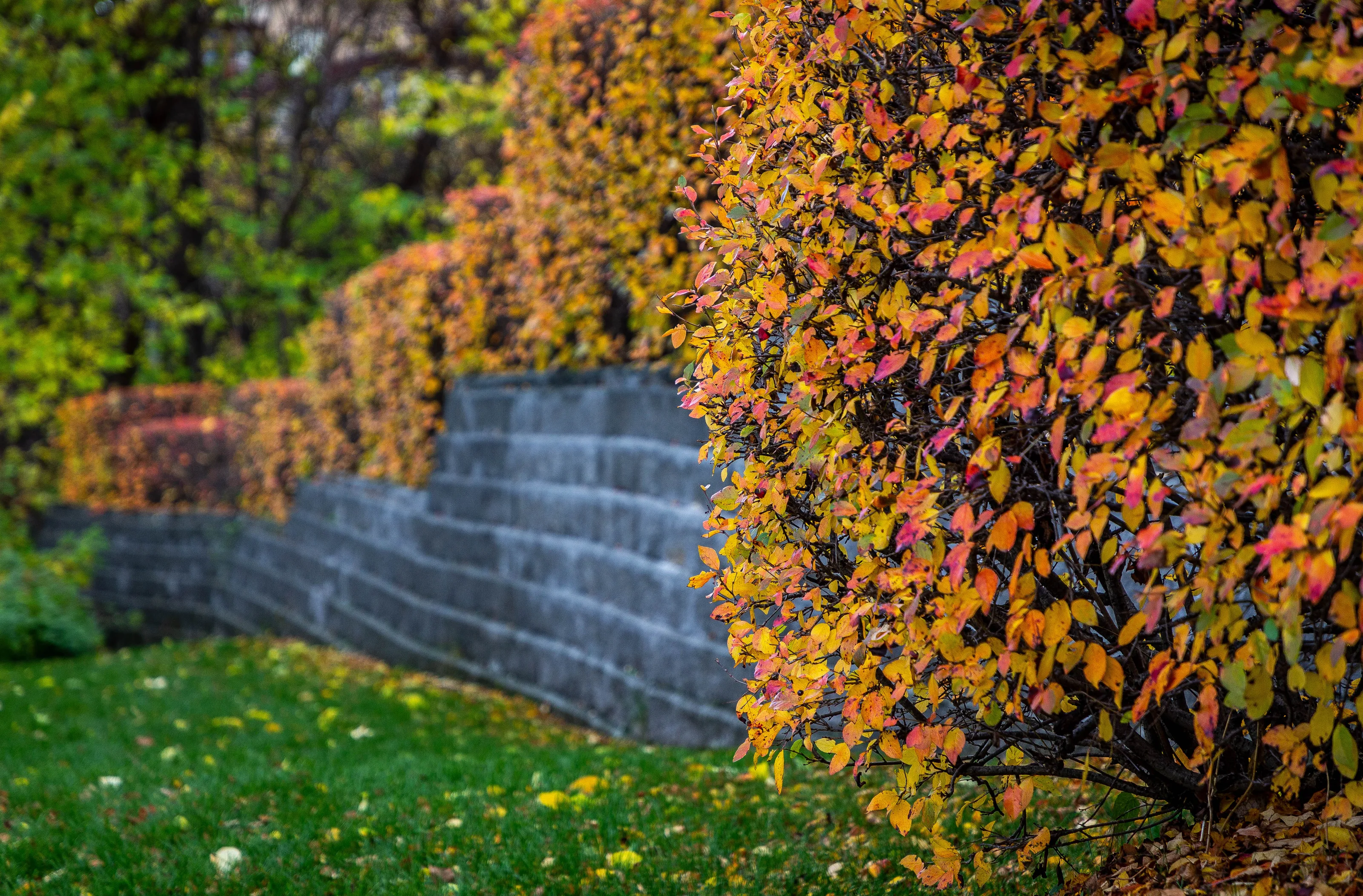 Hedges