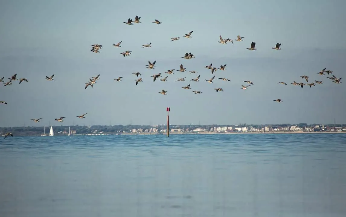 Large Birds in Flight