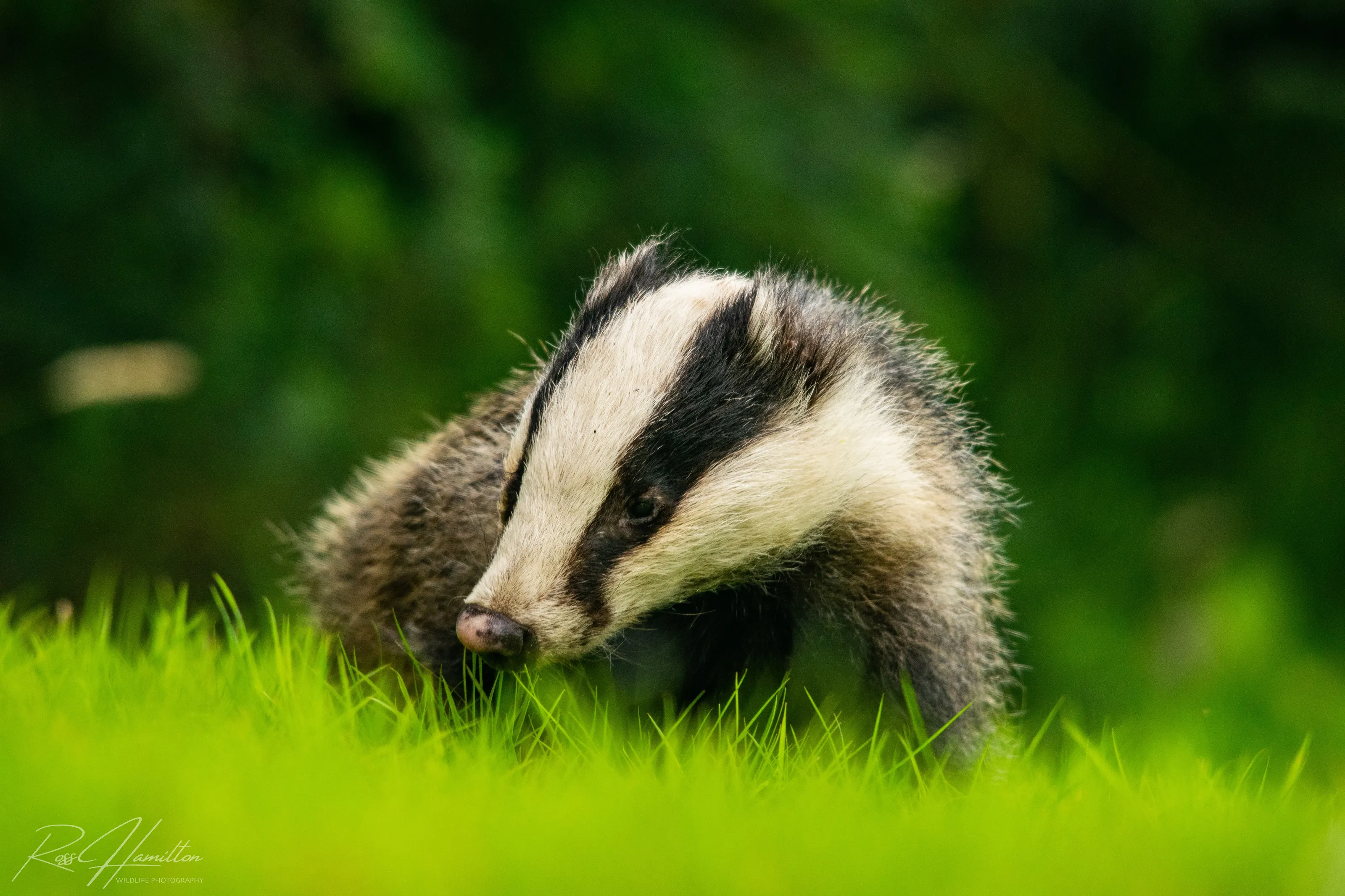 Nocturnal Wildlife