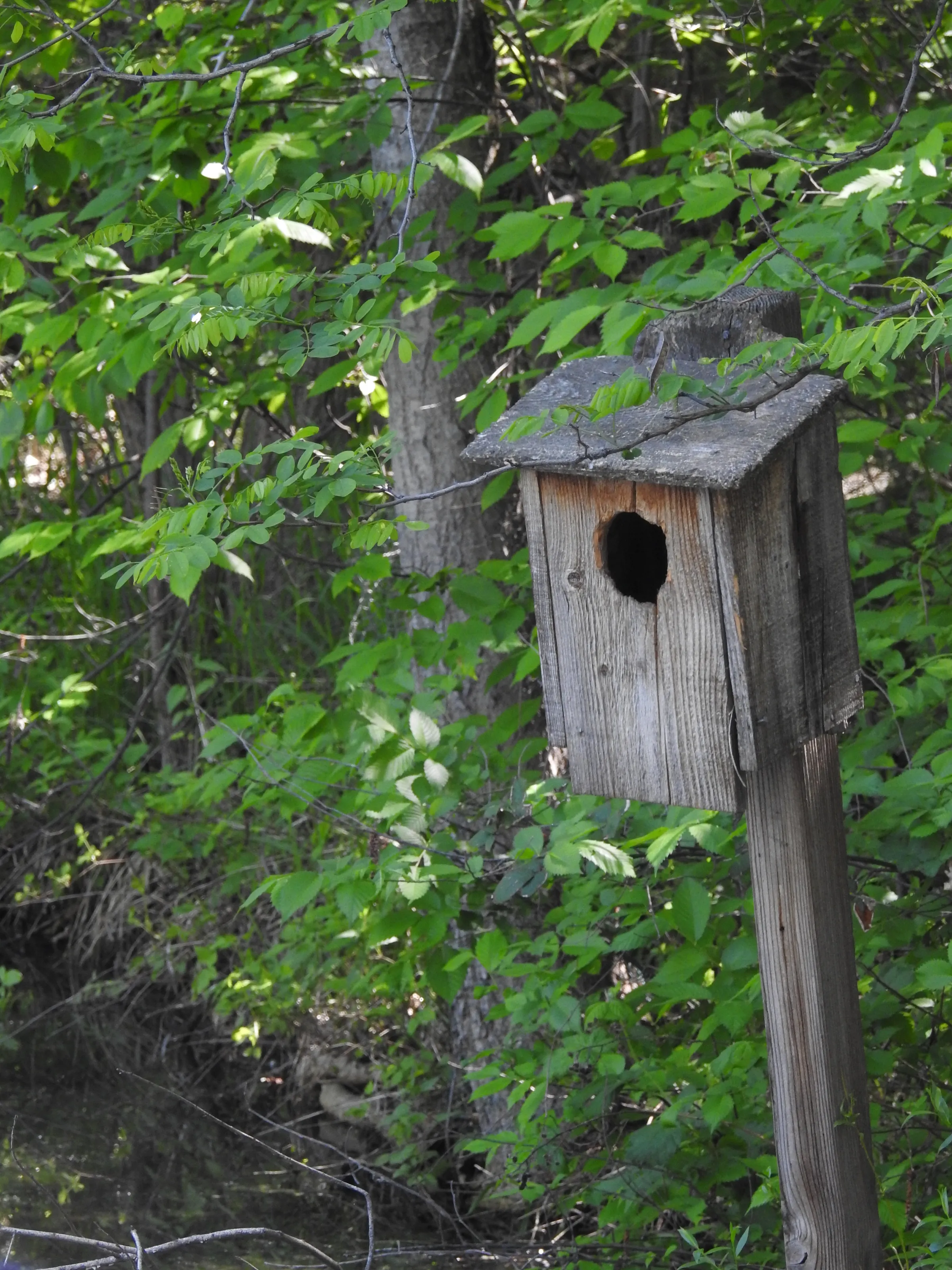 Man-made Birdhouses