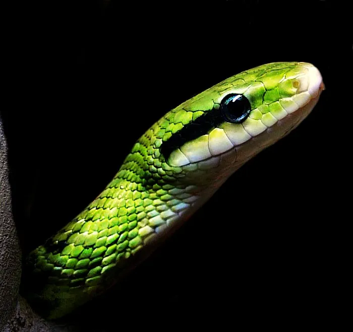 Reptiles and Amphibians on a Black Background