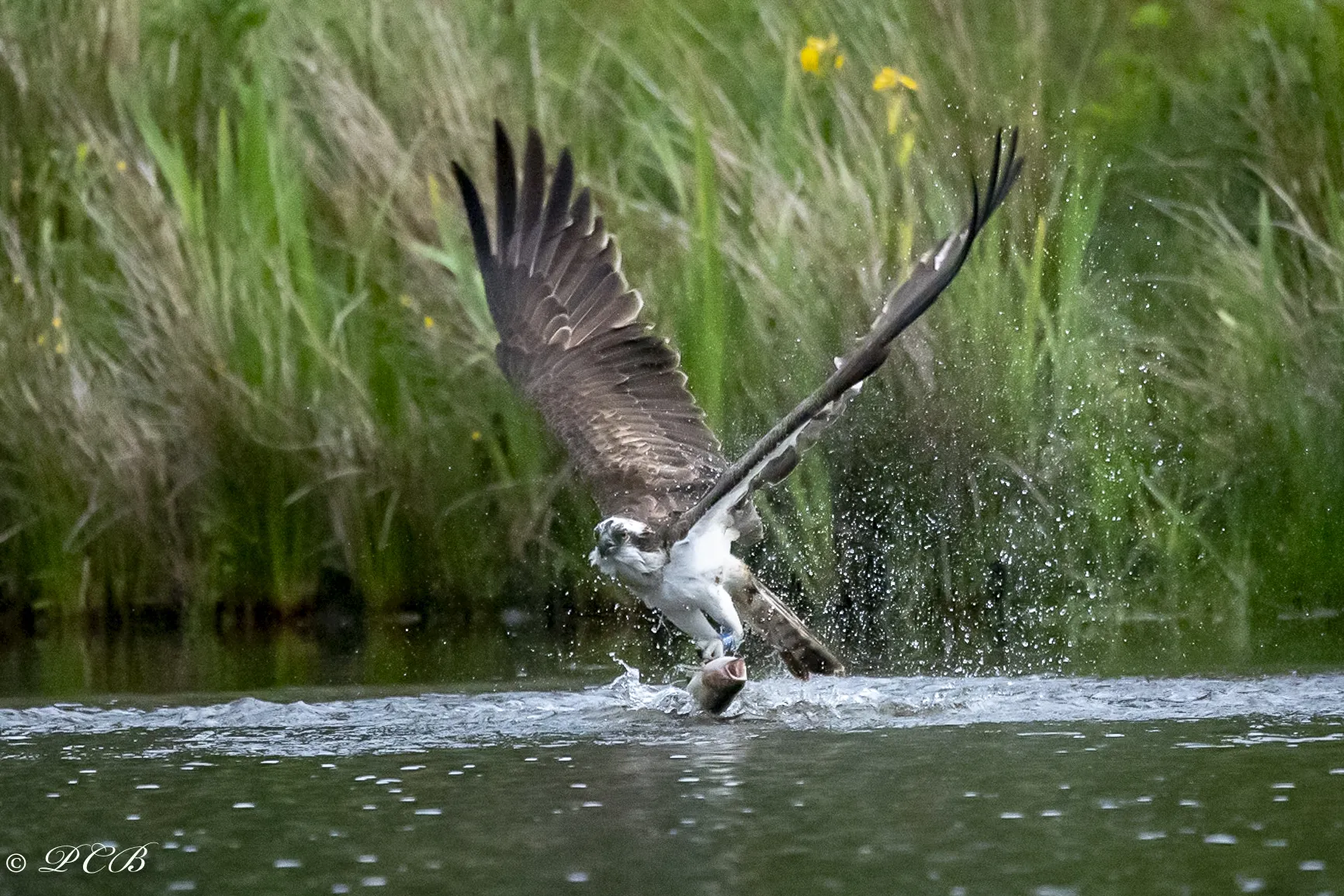 Birds of Prey in flight
