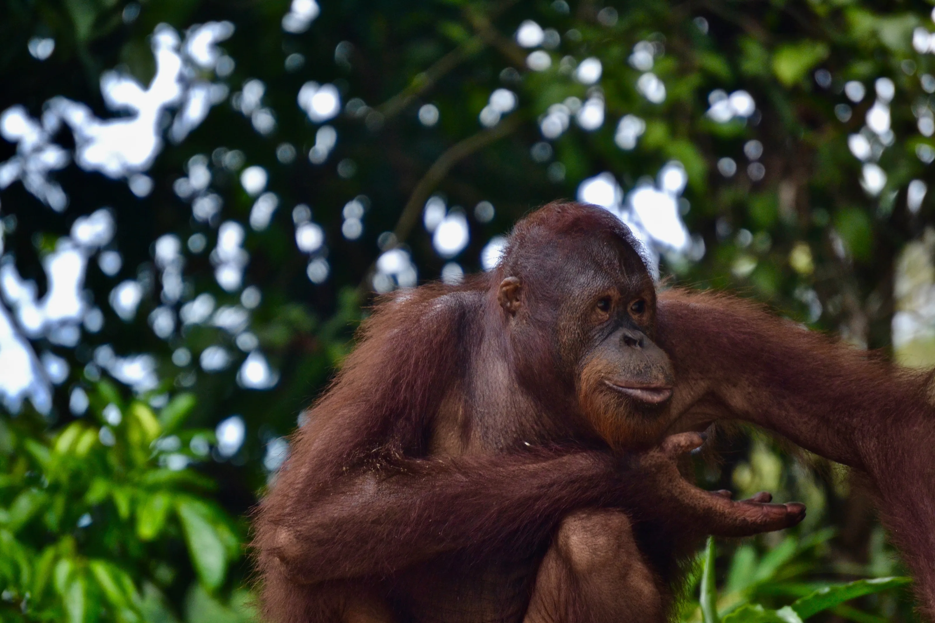 Primates (Non Human)