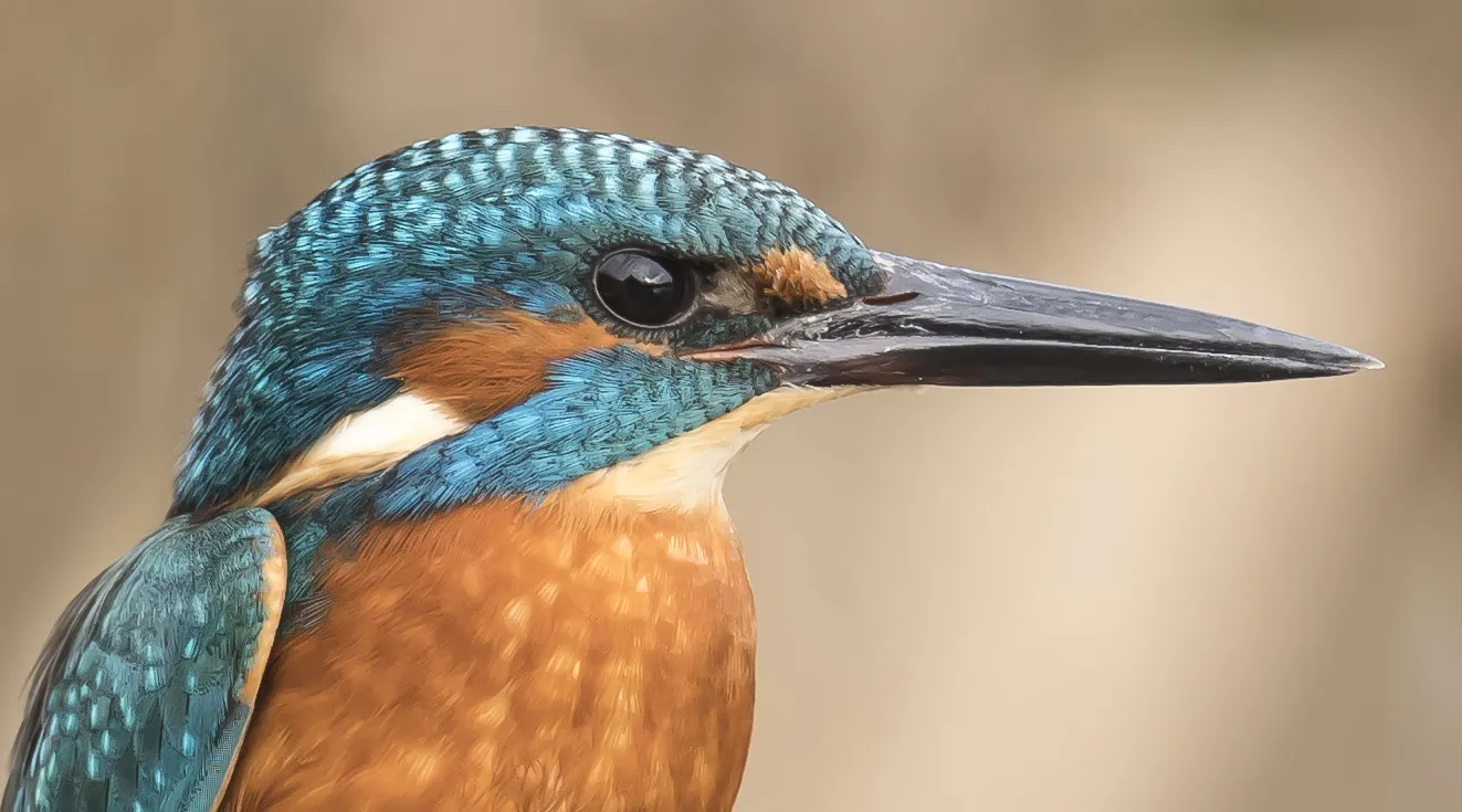 Close-ups