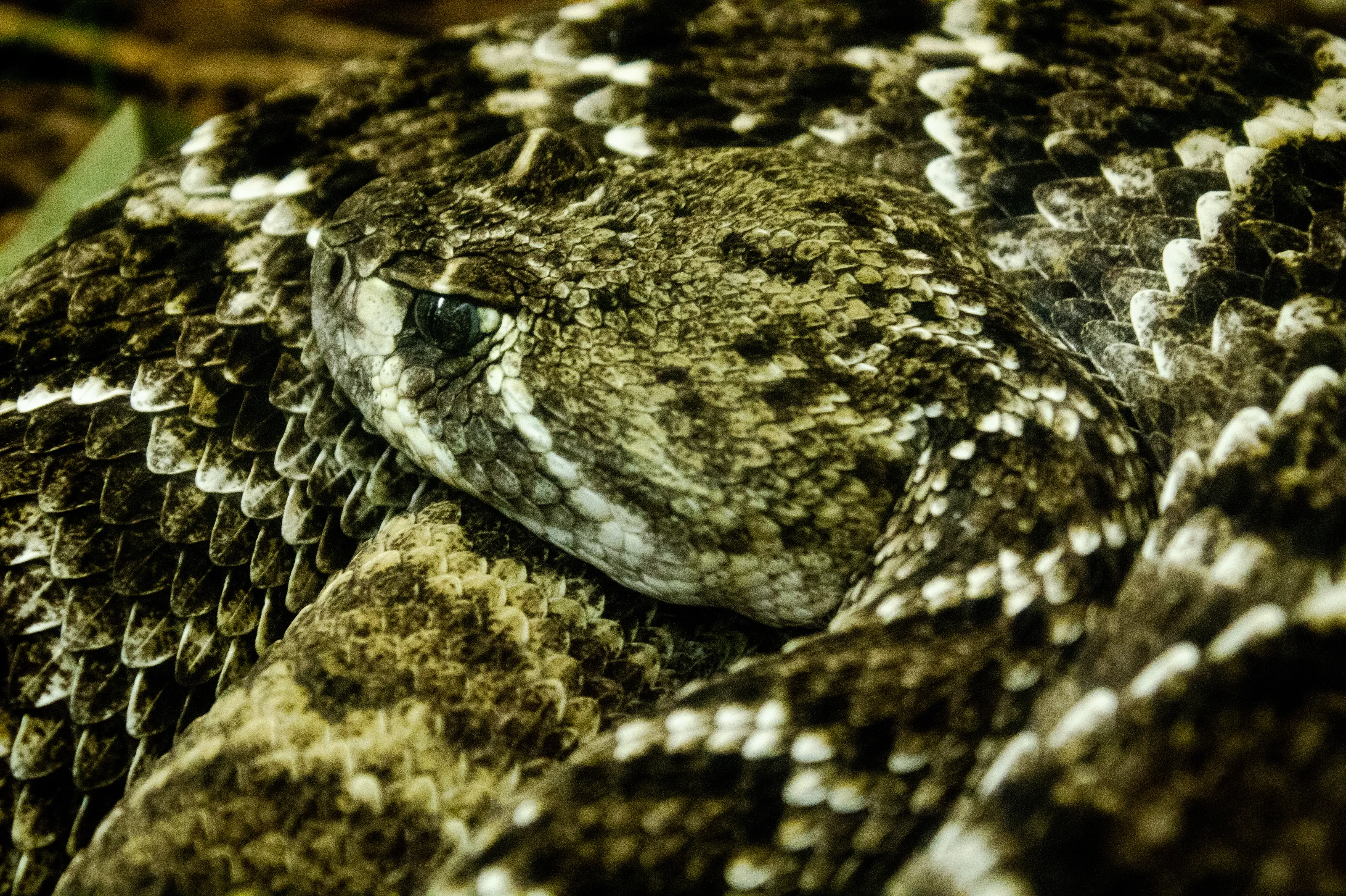 Reptiles