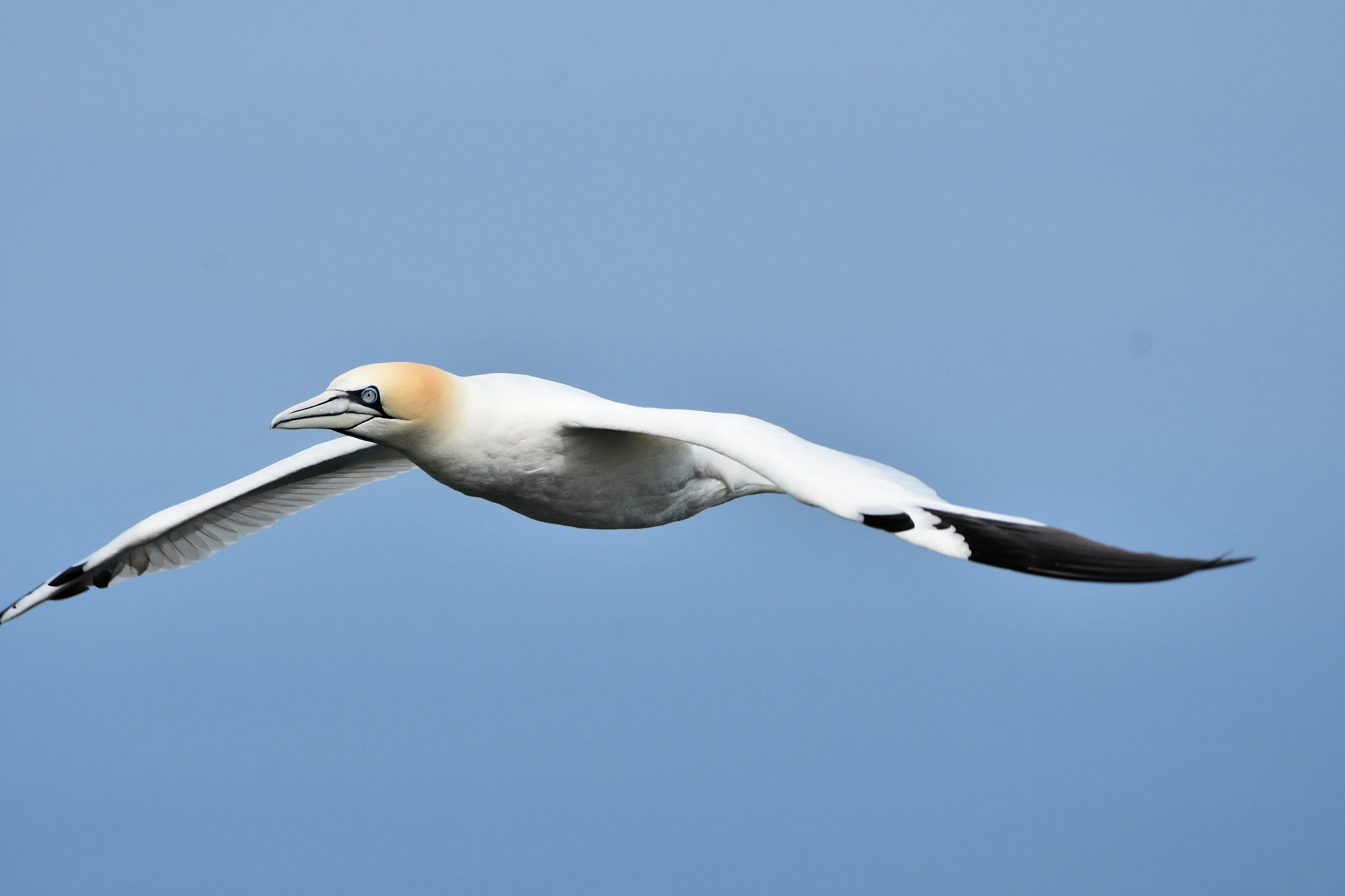 Gannets in the Wild