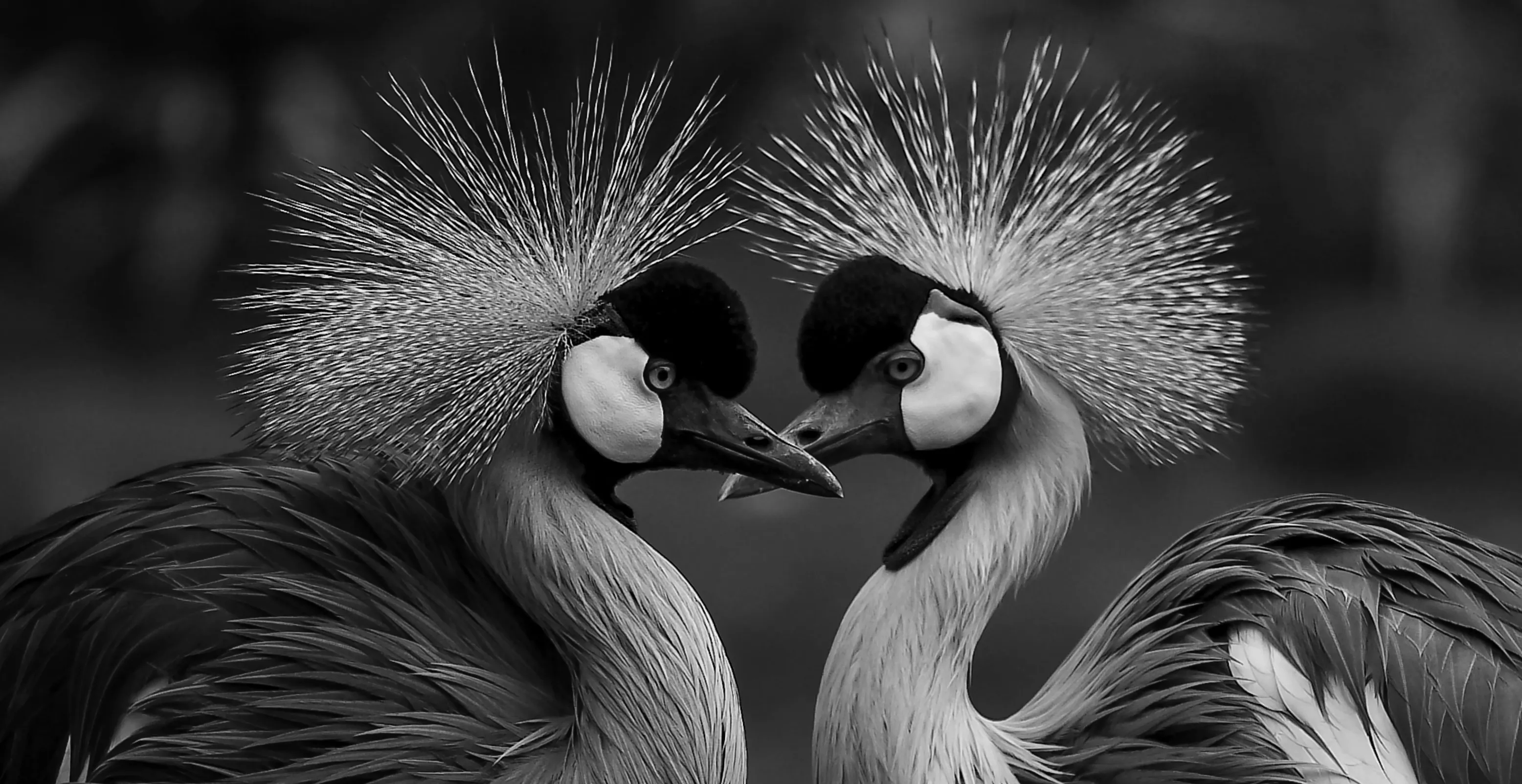 Animals in black and white