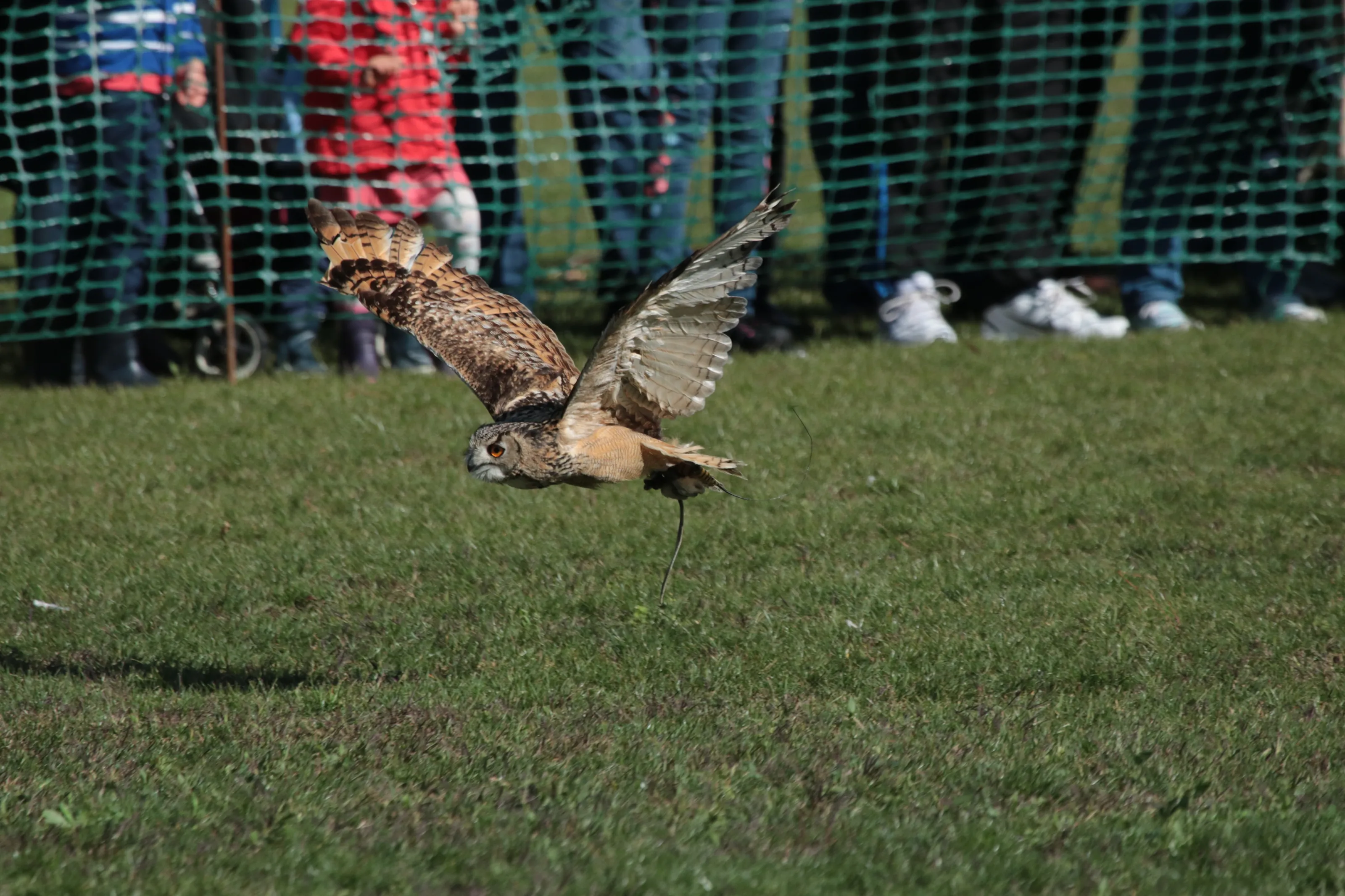 Birds of Prey in Flight