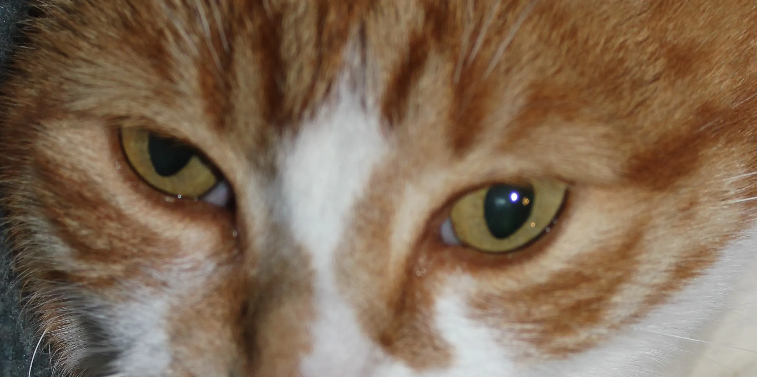 Animal Eyes