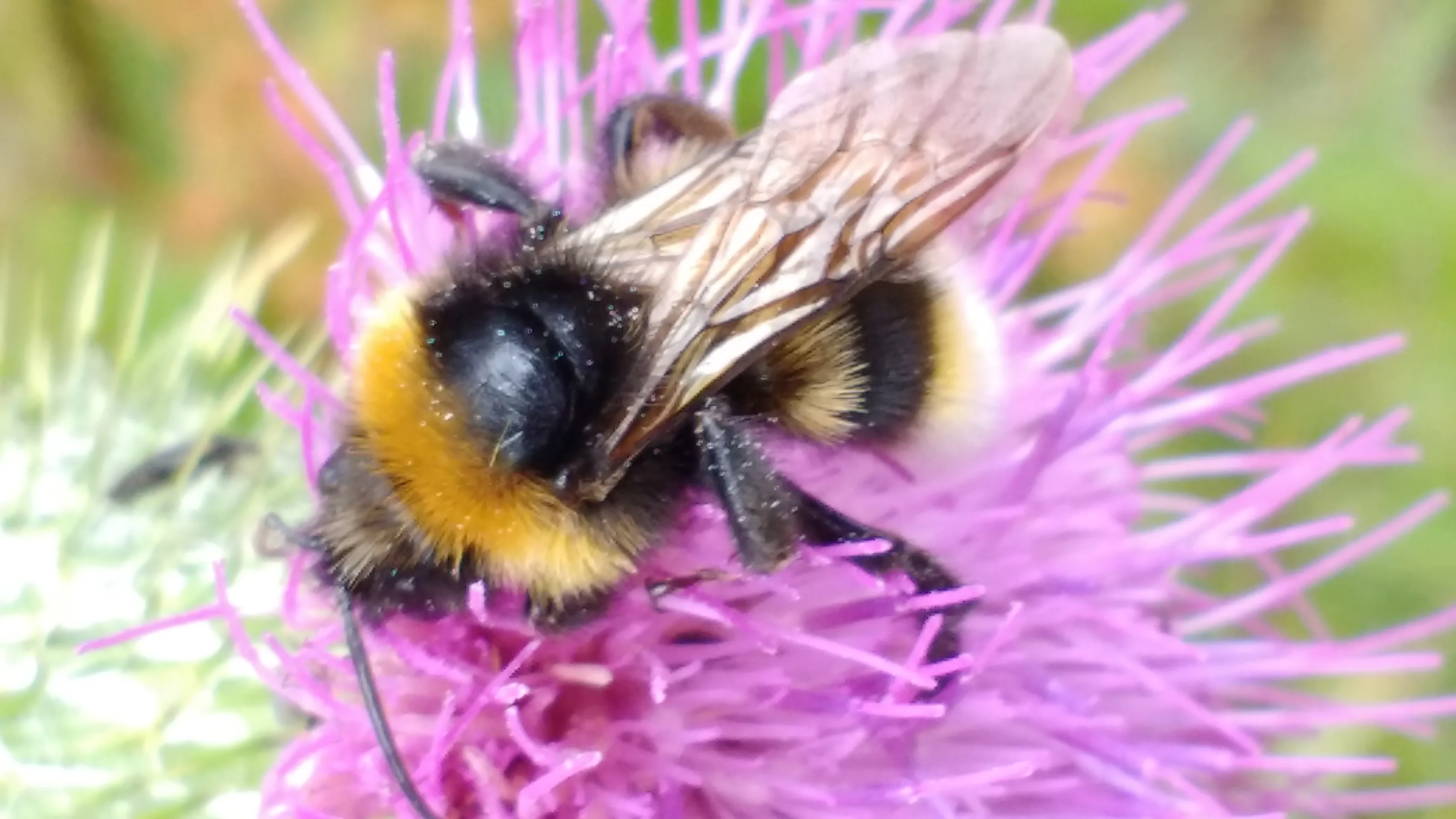 Insects