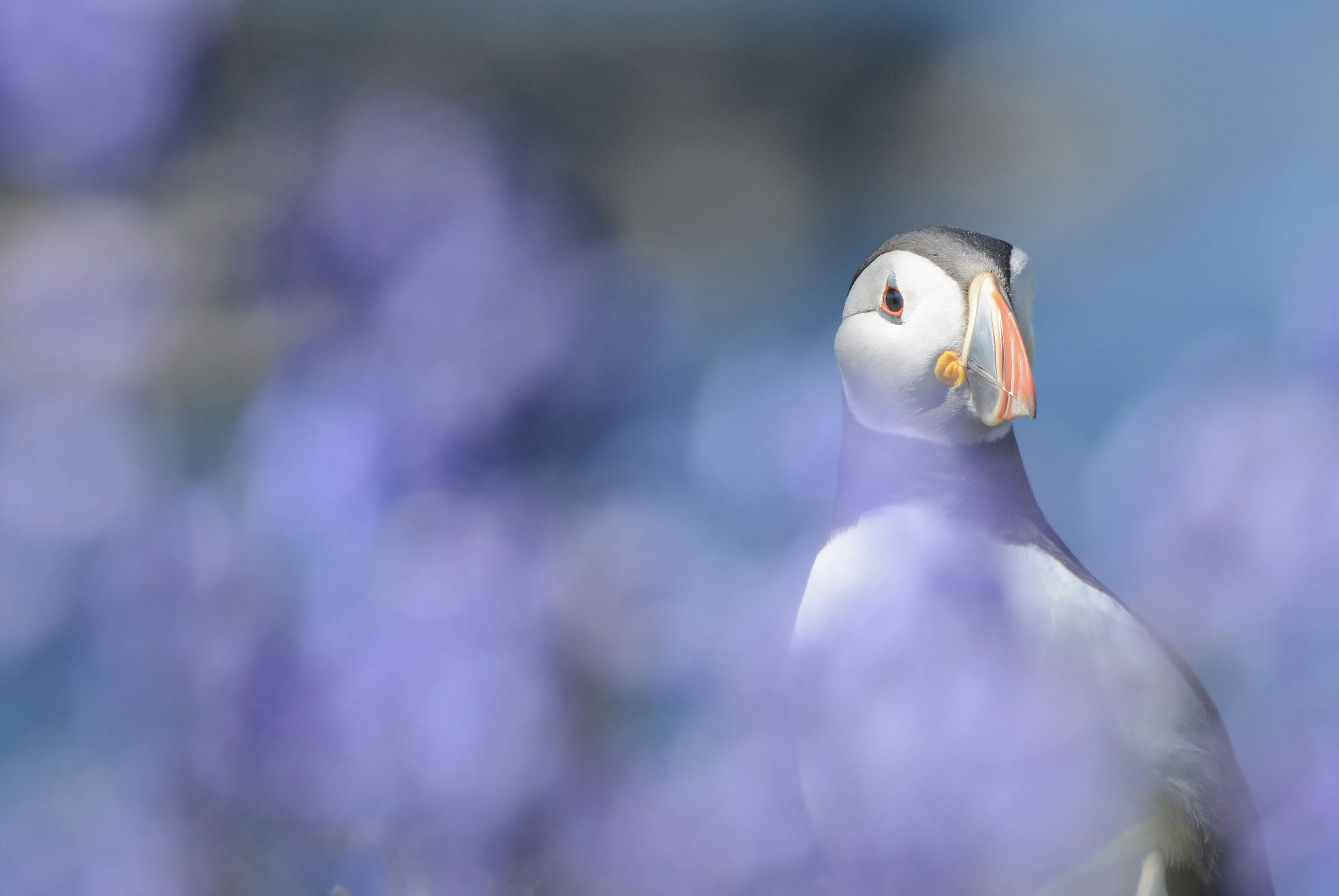 Shallow depth of field