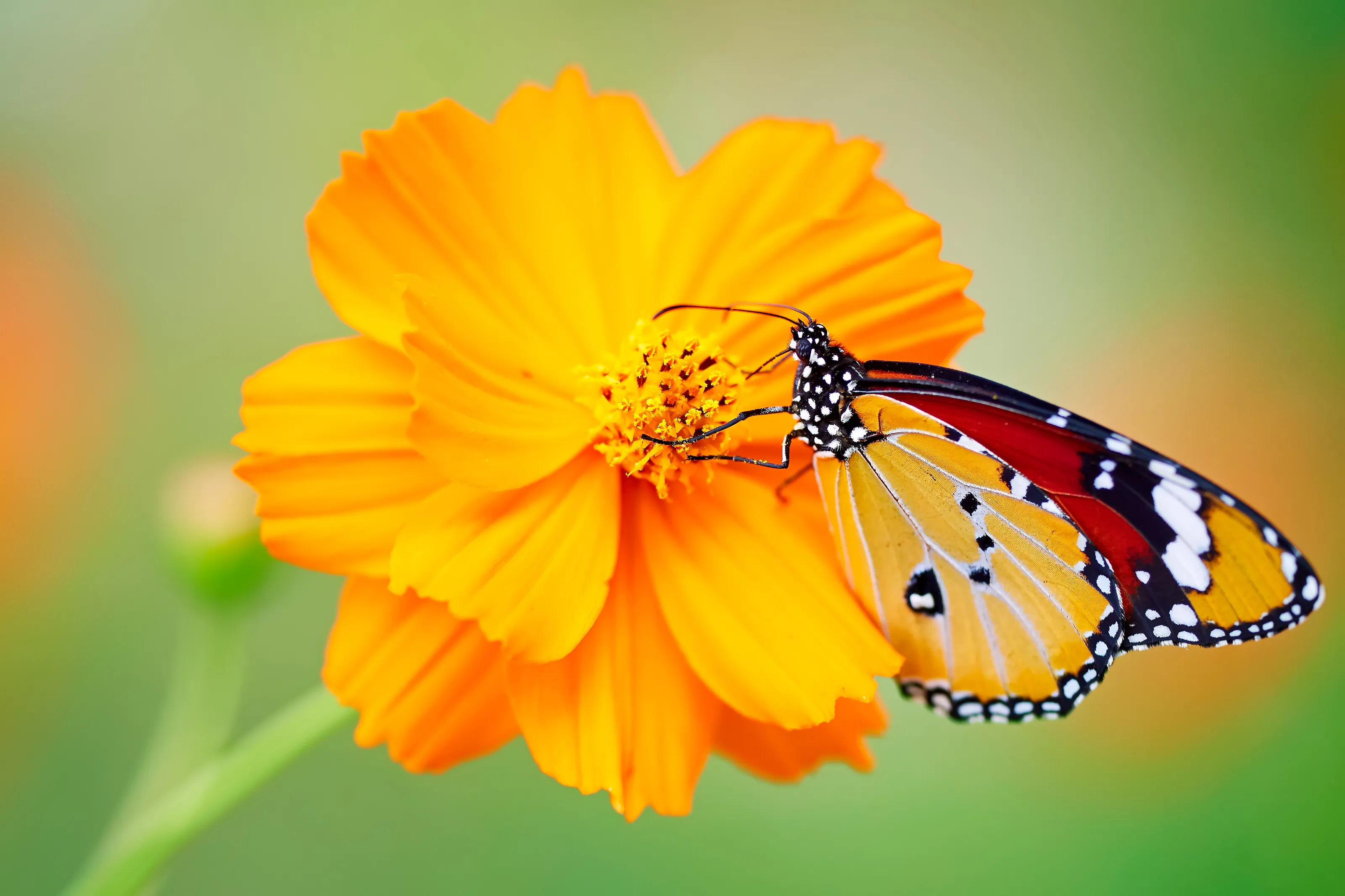 Flowers with insects