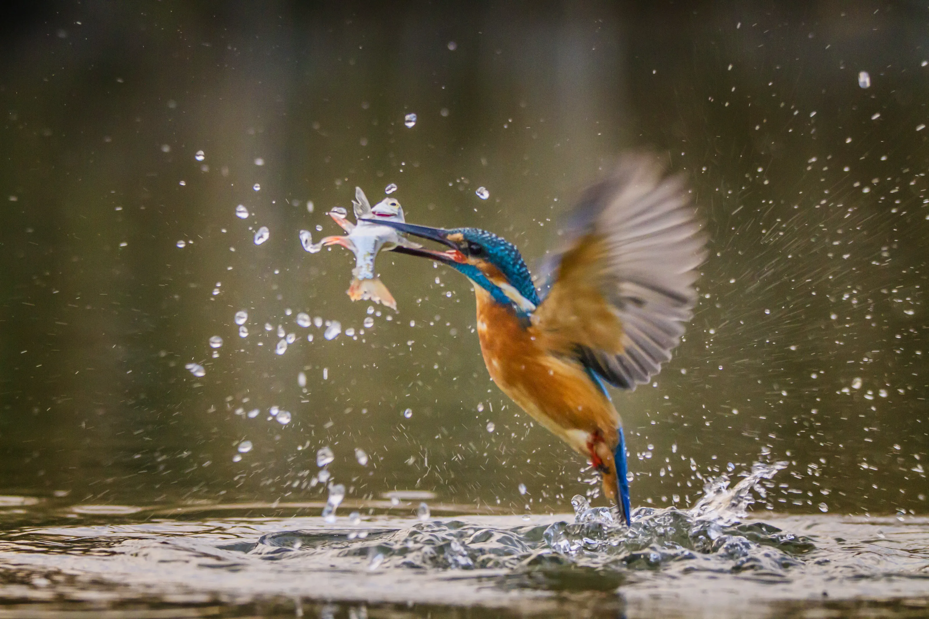Birds Feeding