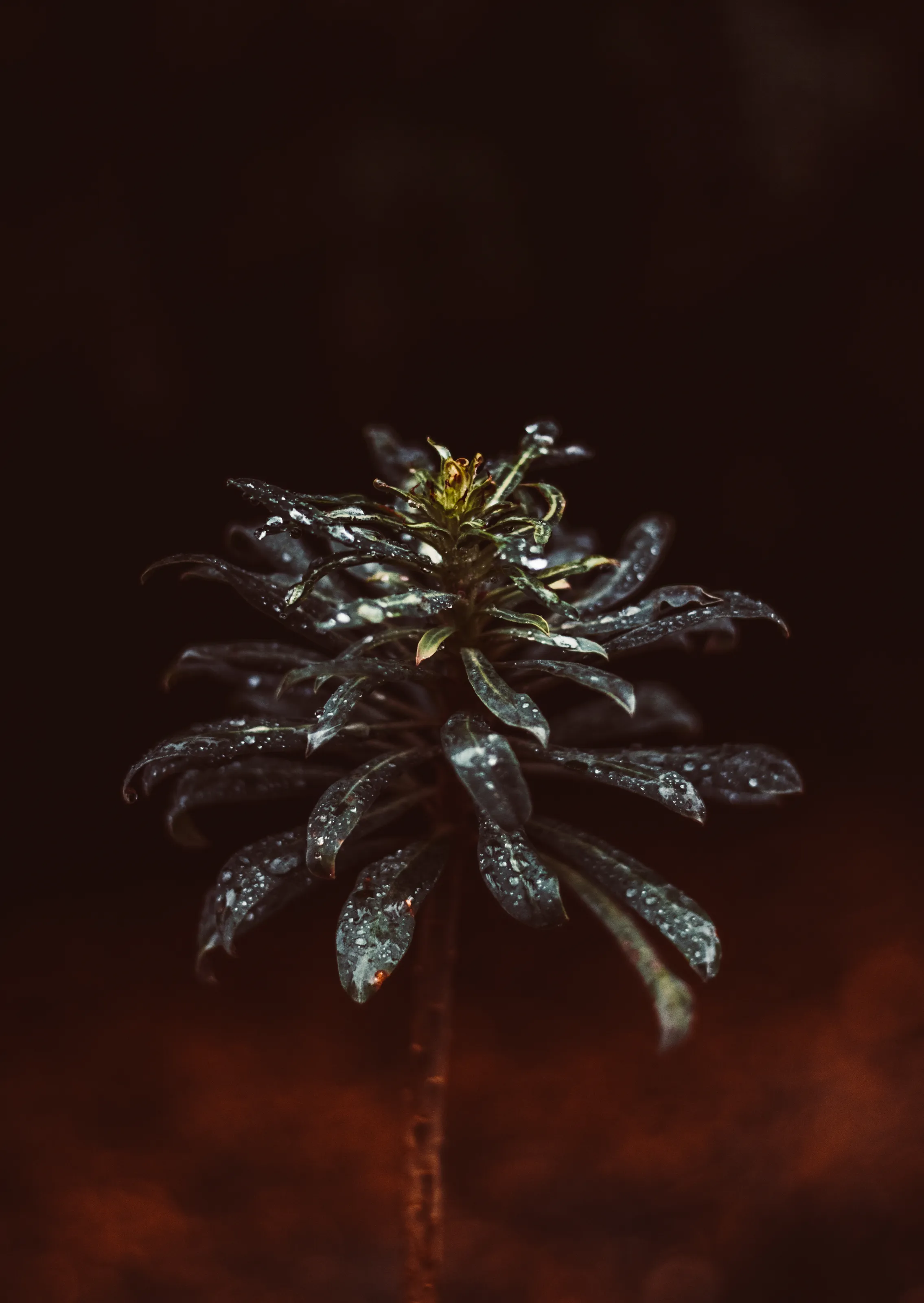 Plants in Macro