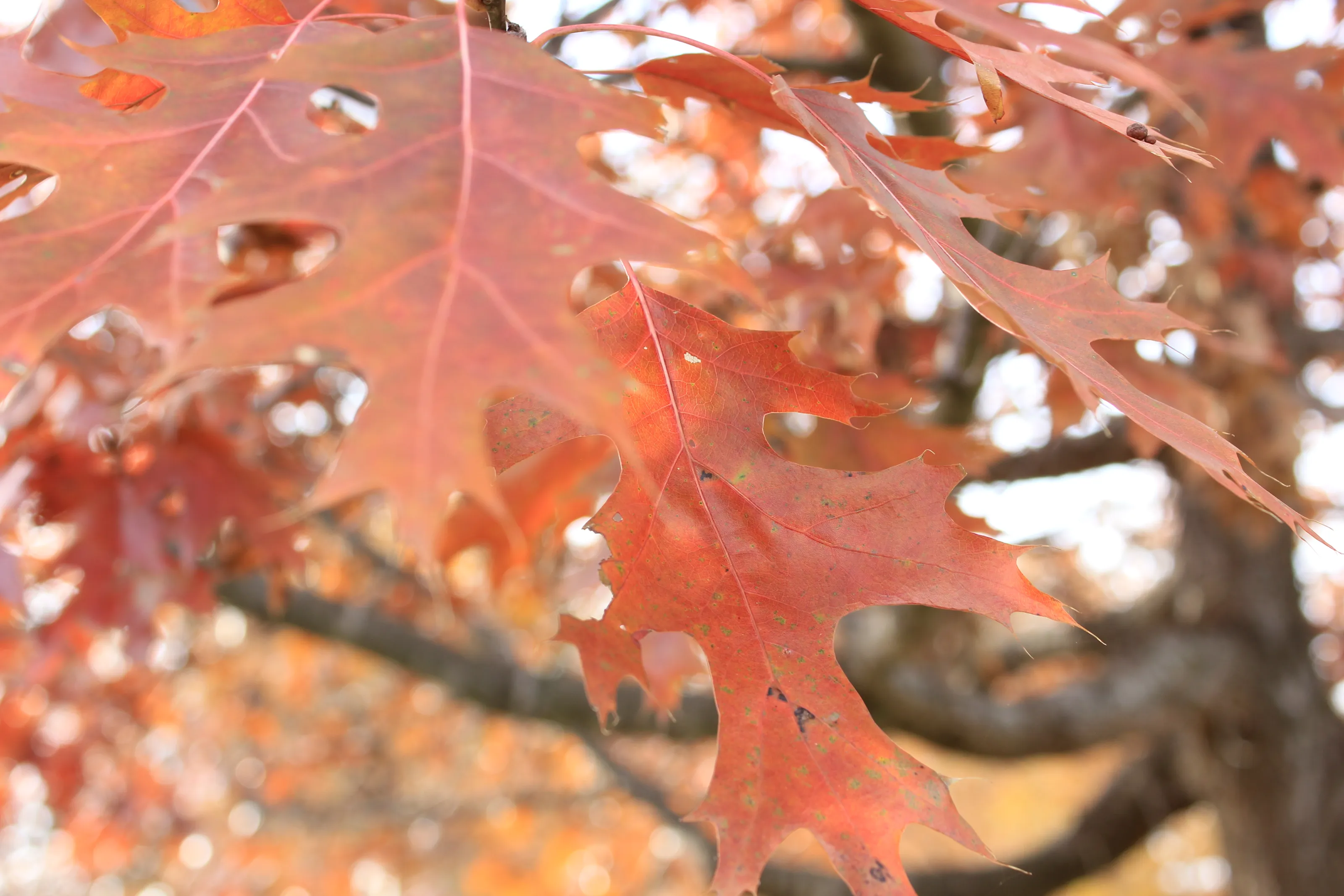 Fall Leaves