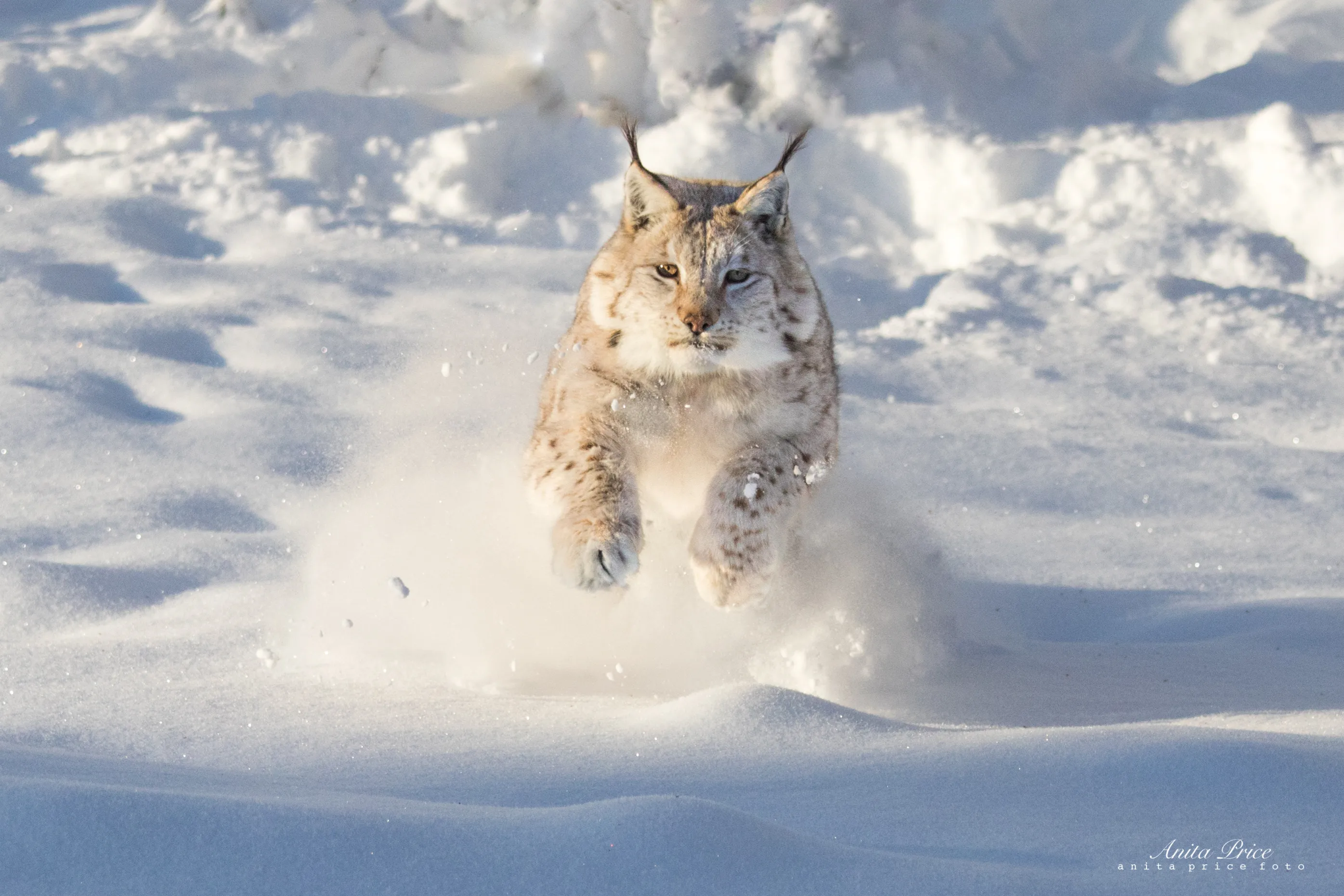 Animals in the Snow
