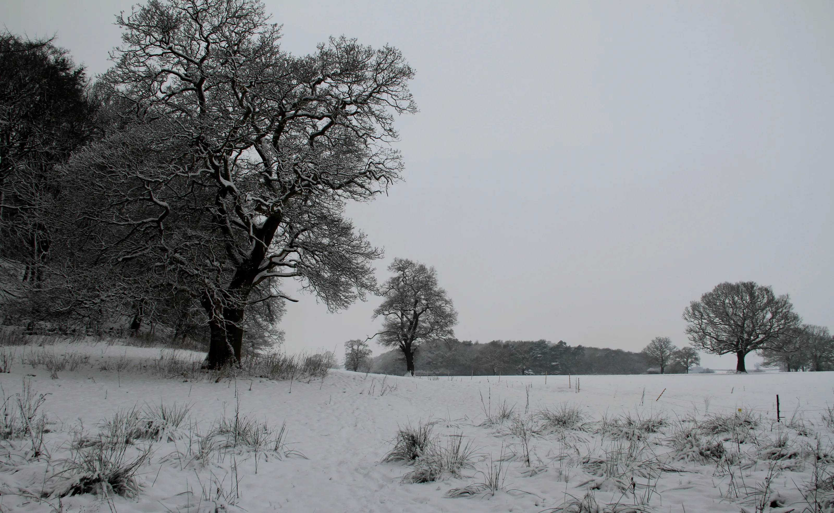 Snowy Landscapes