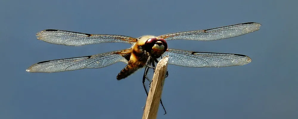 Dragonflies and Damselflies
