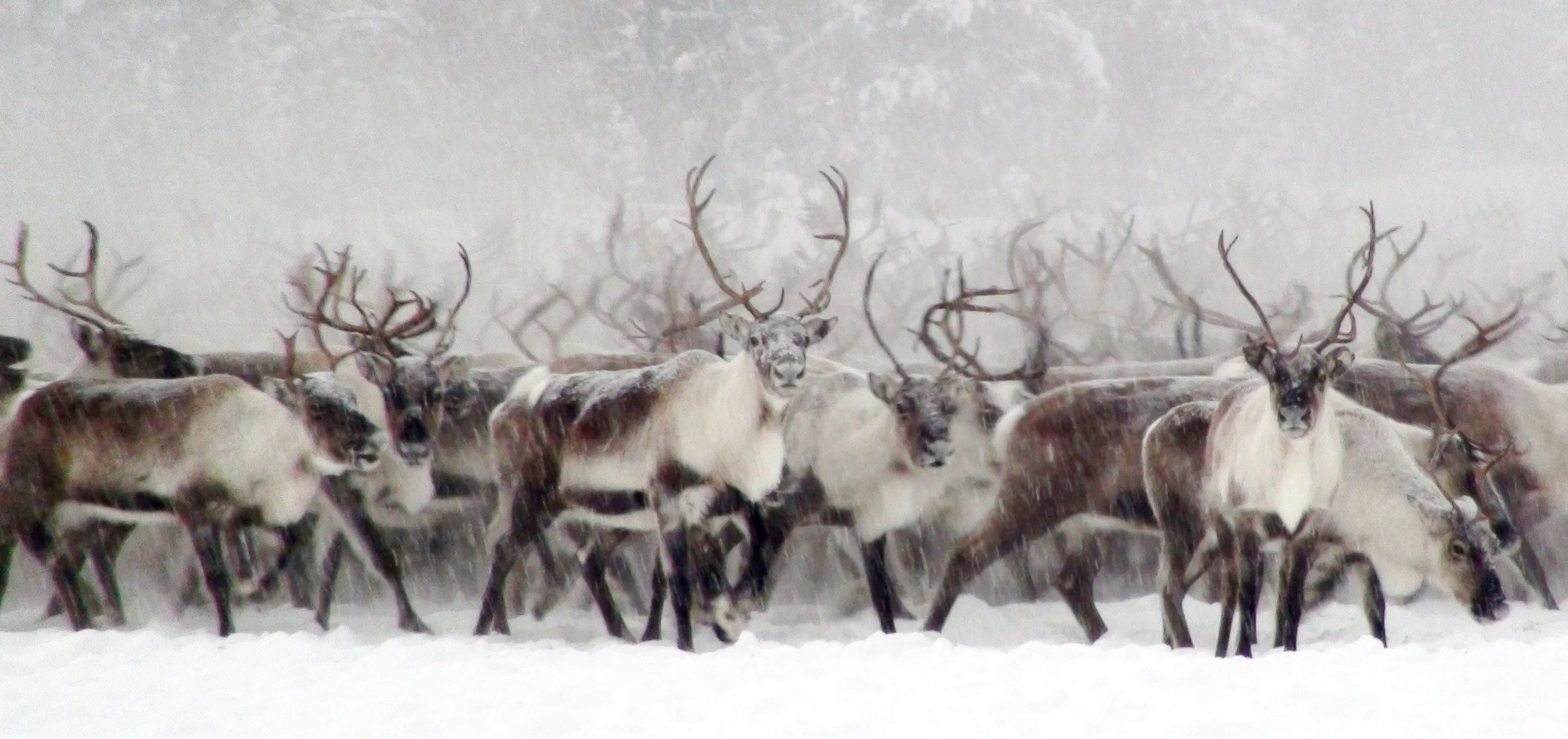 Winter wildlife