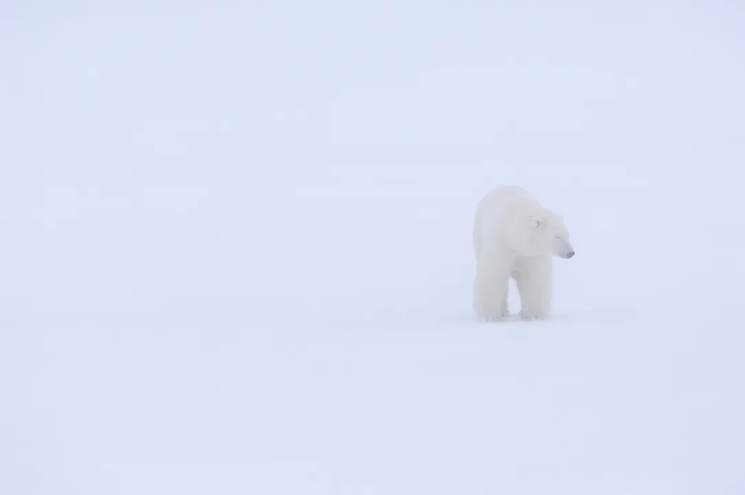 White on white
