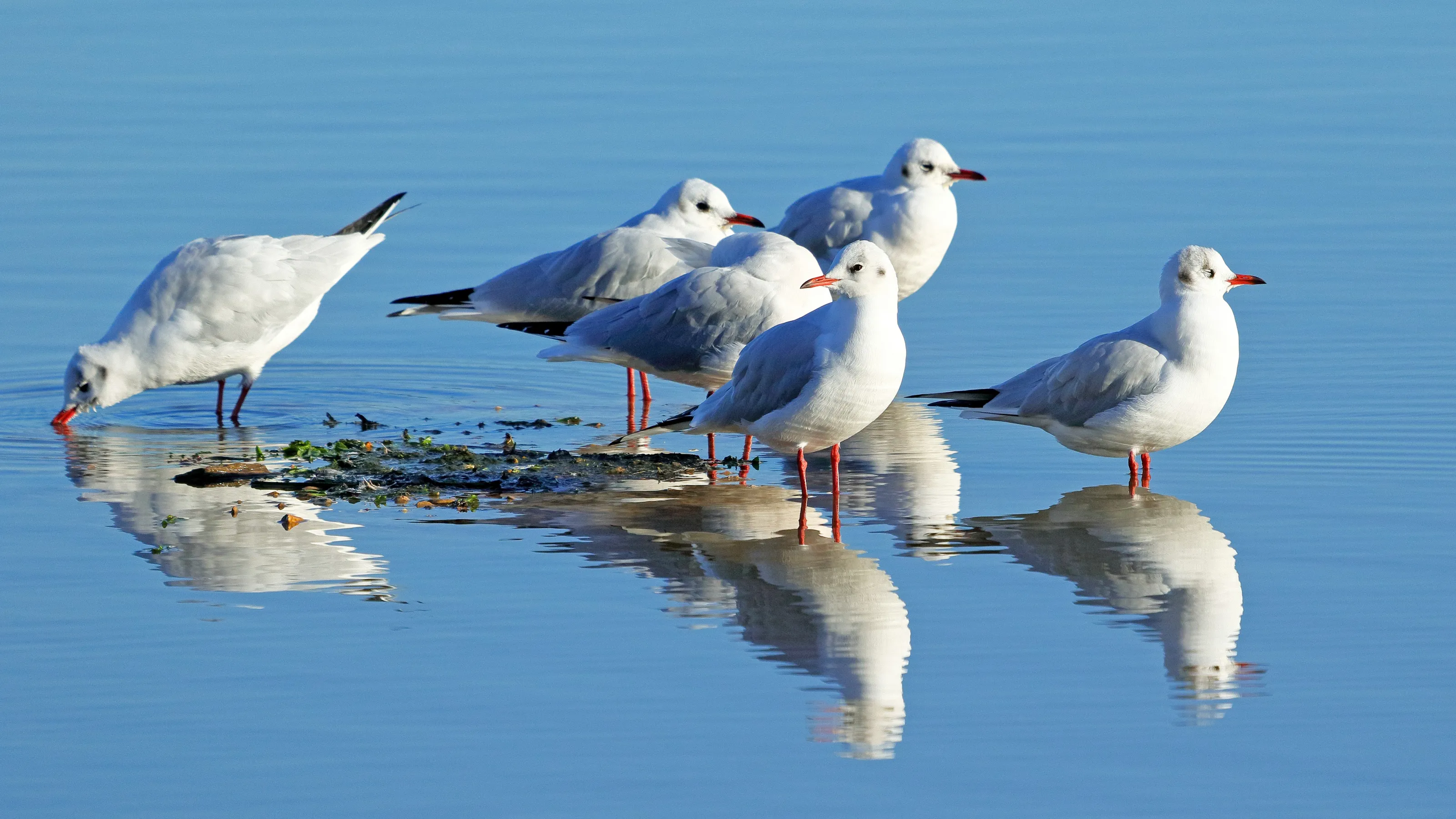 Gulls
