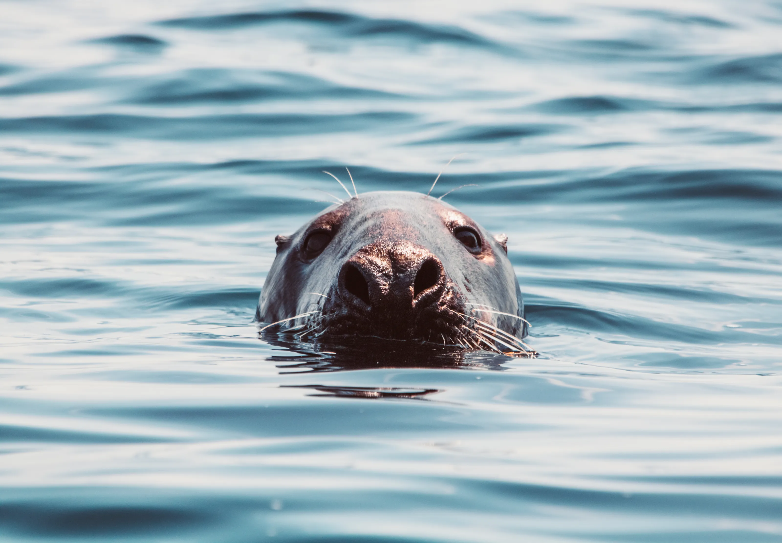 Marine Mammals