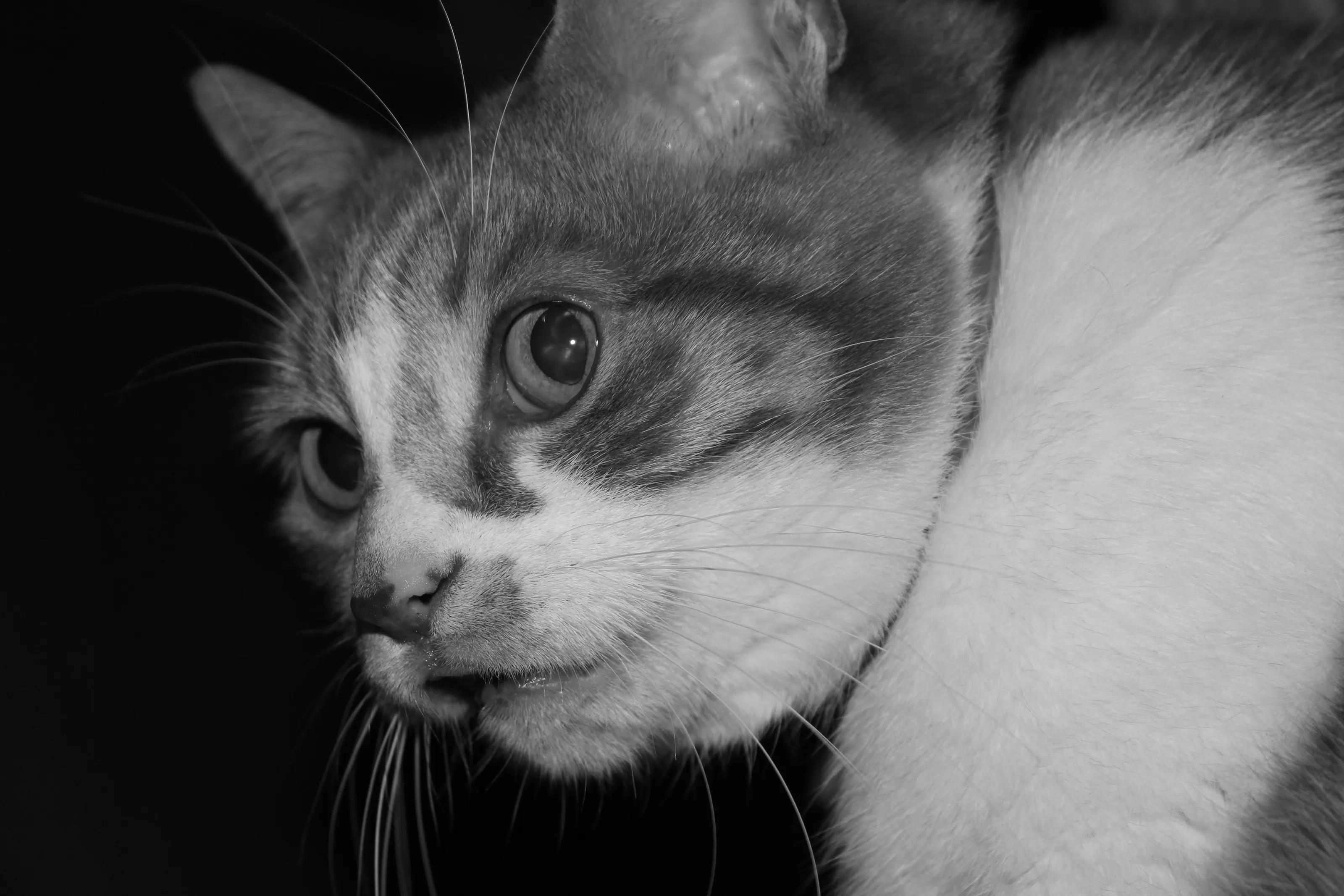 Pet Portraits in Black and White