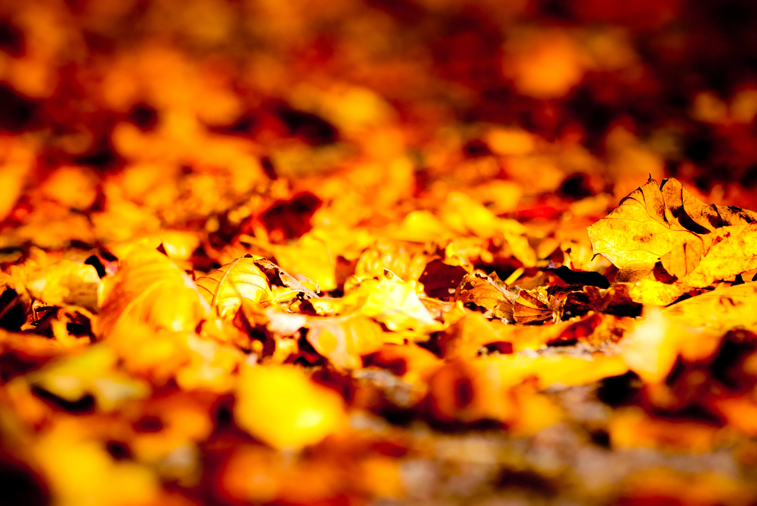 Autumn