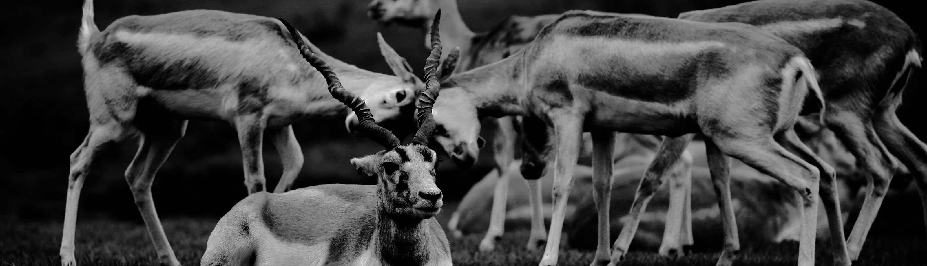 Fighting animals in the wild
