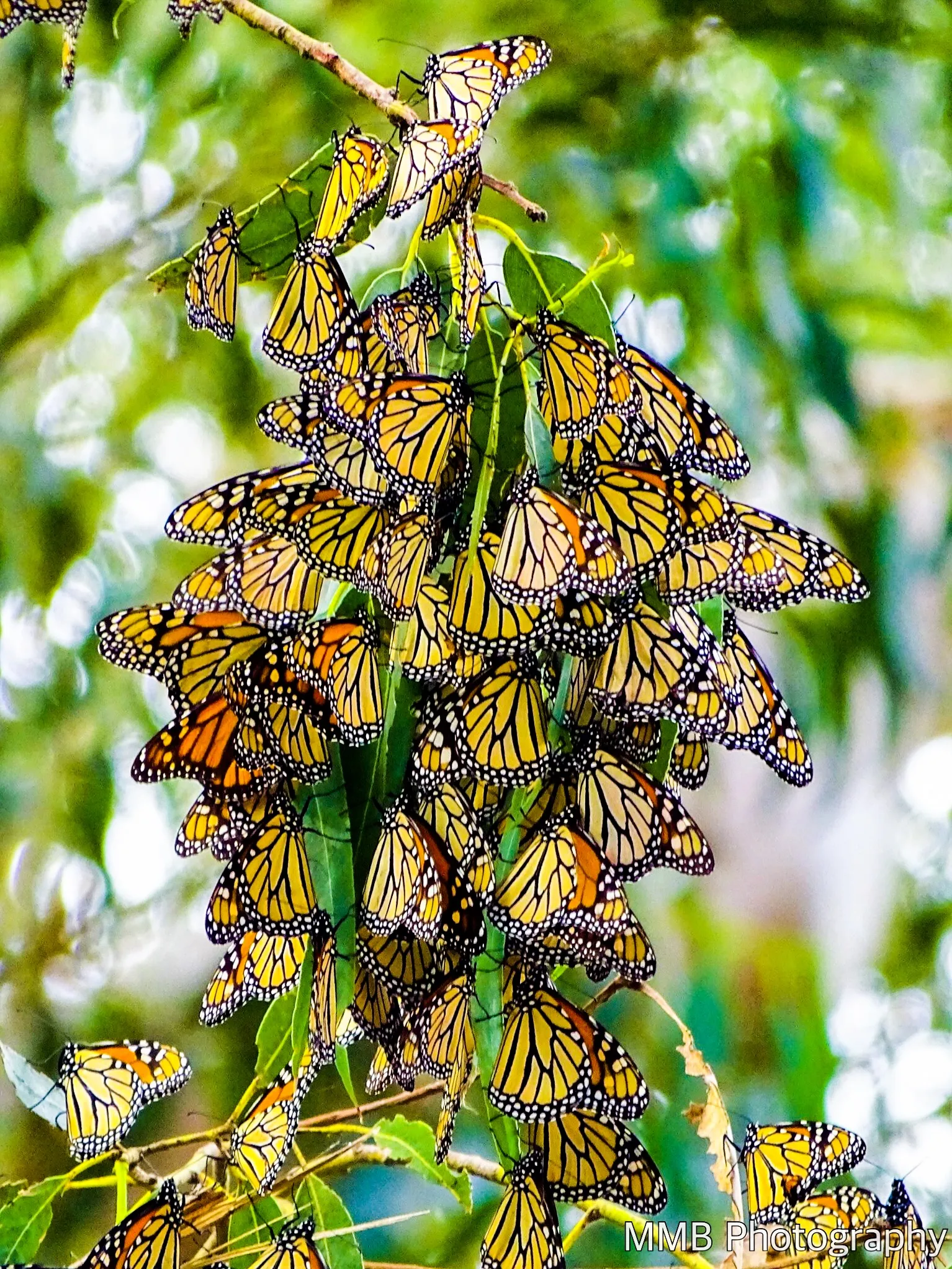 Butterflies and Moths