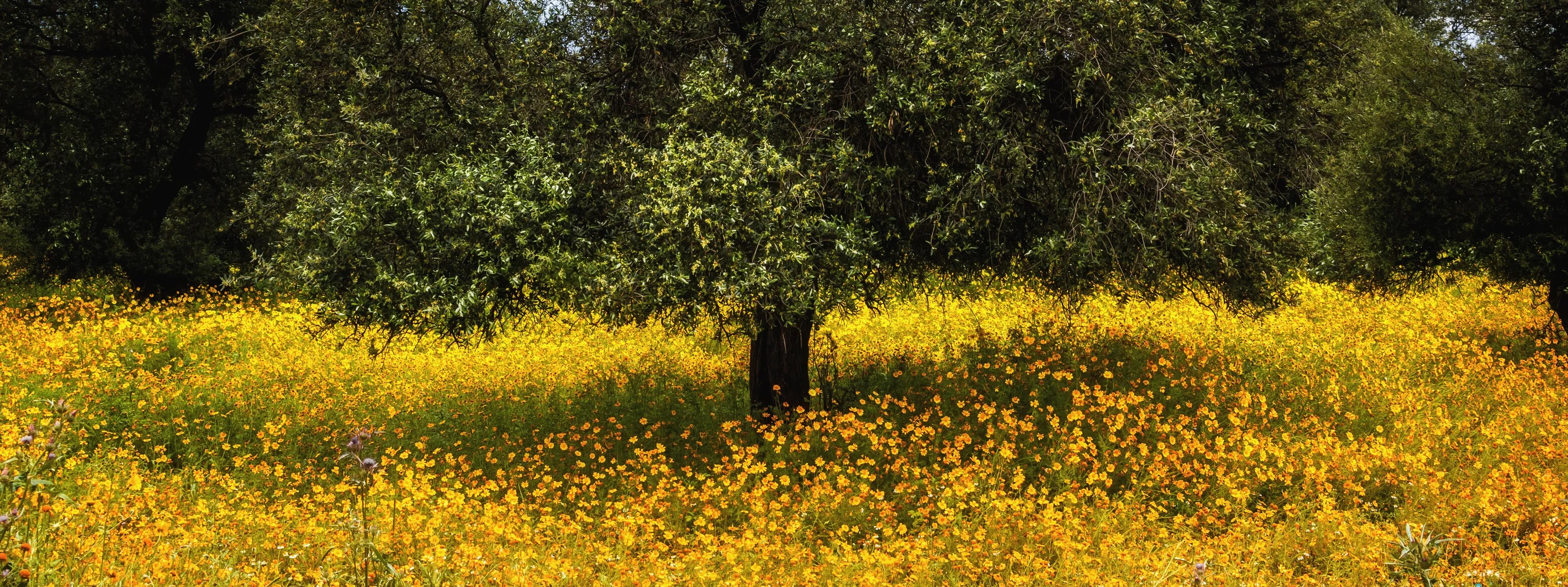 Landscapes with Wild Flowers