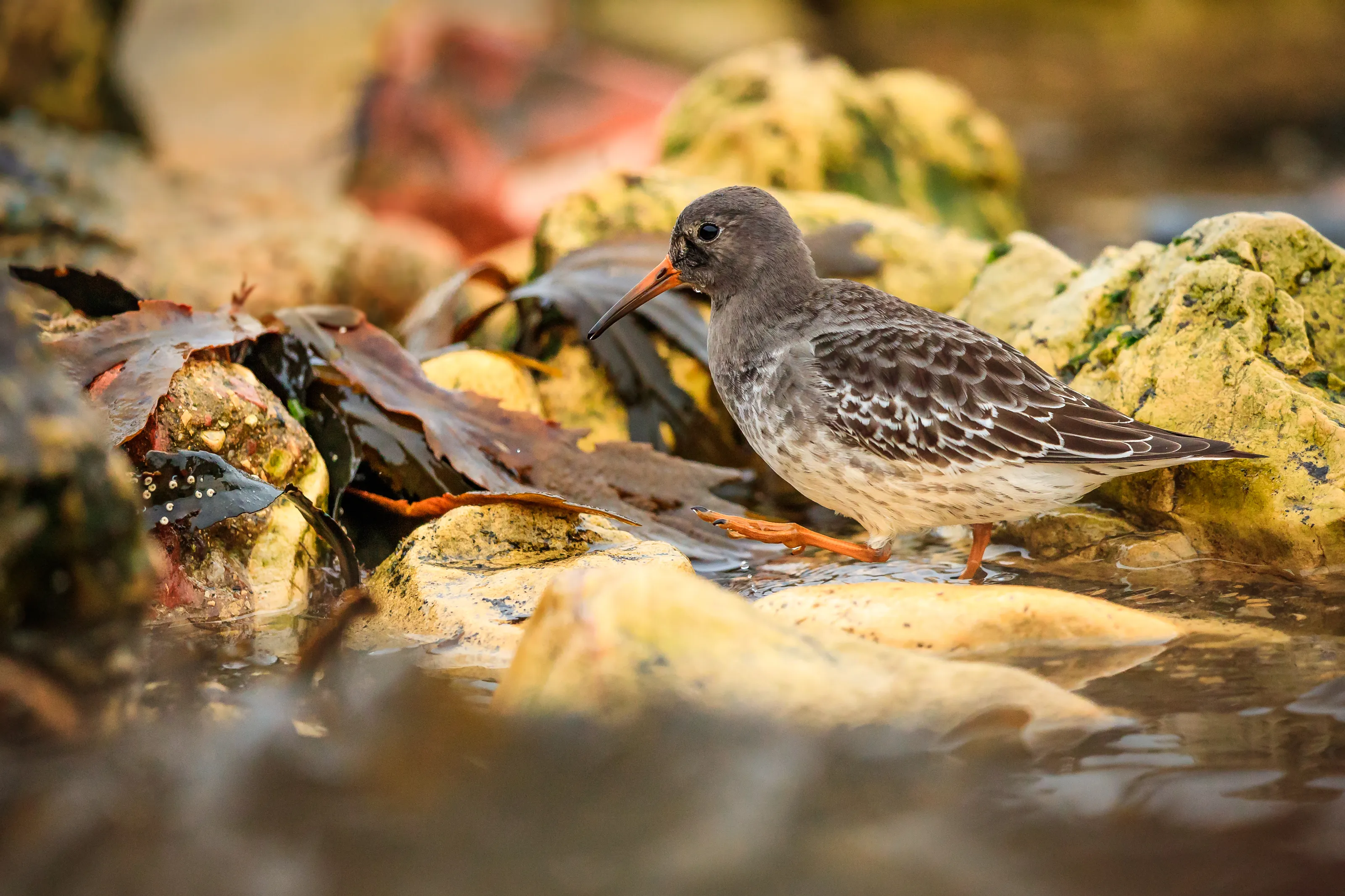 Shorebirds