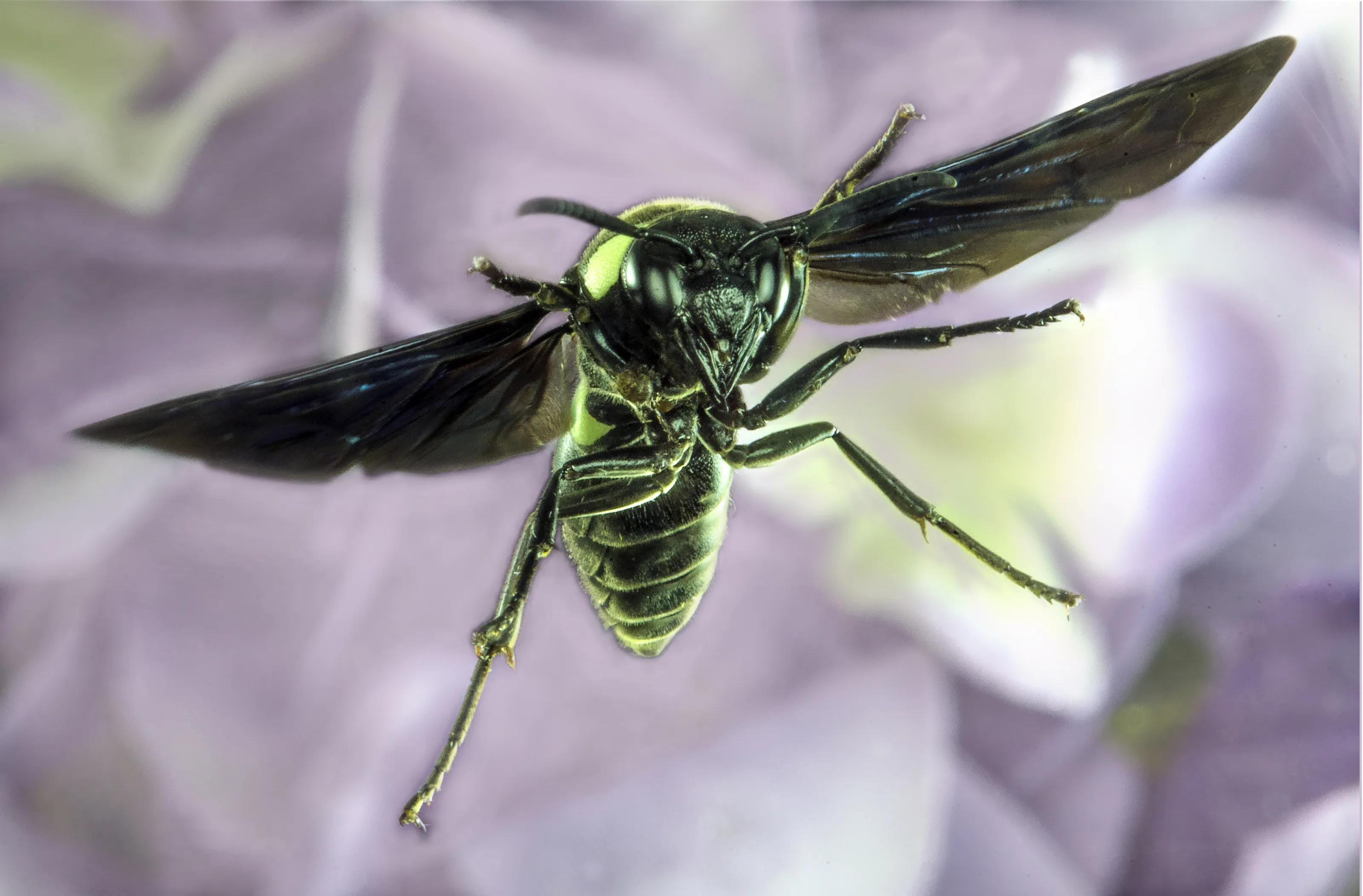 Wasps