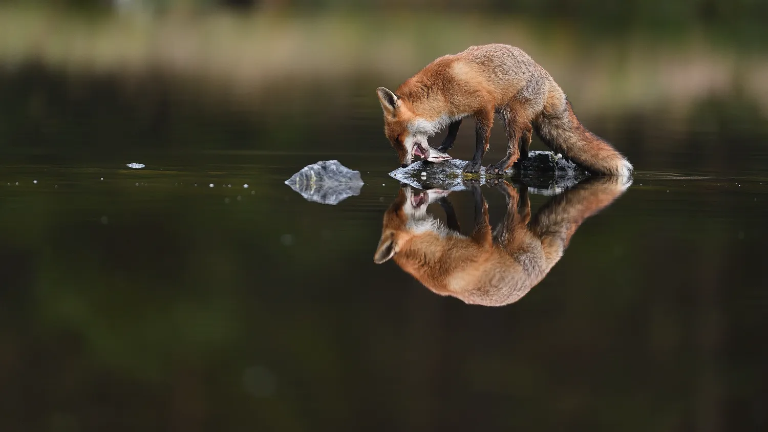 Reflections in Water