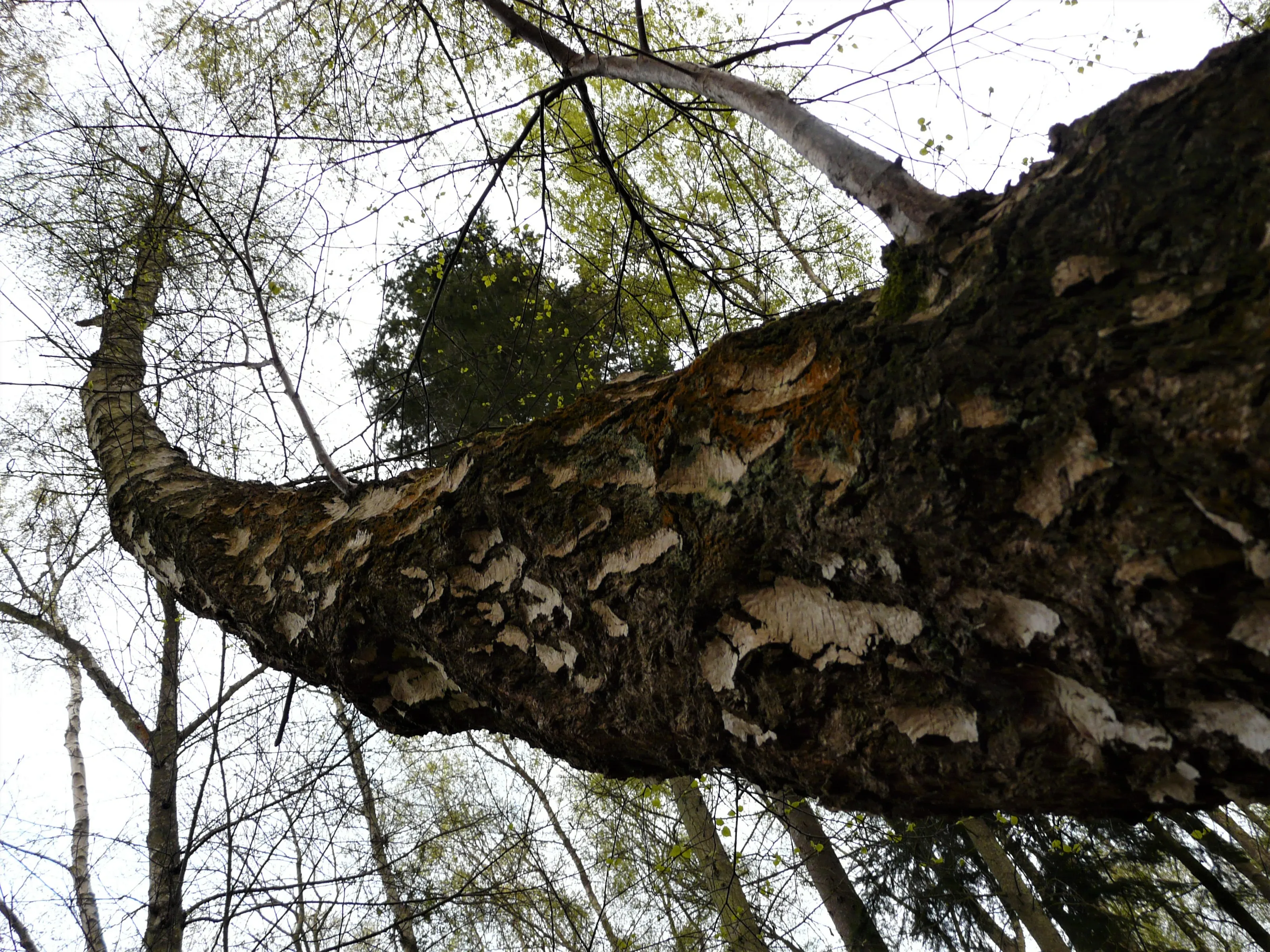 Weird Trees
