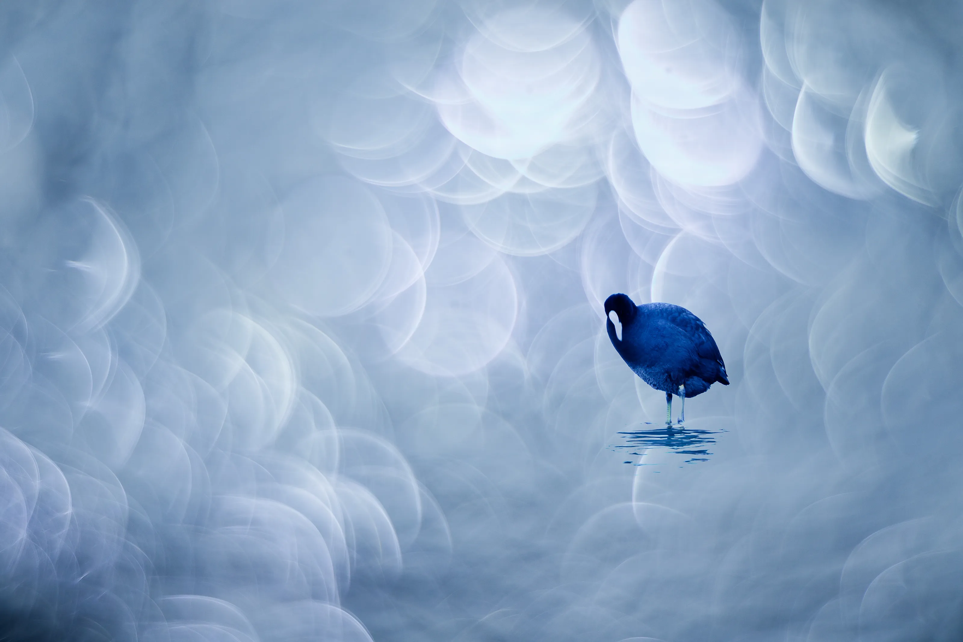 Bokeh