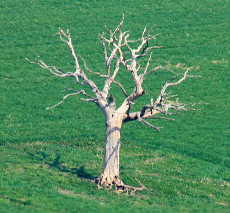 Dead Trees