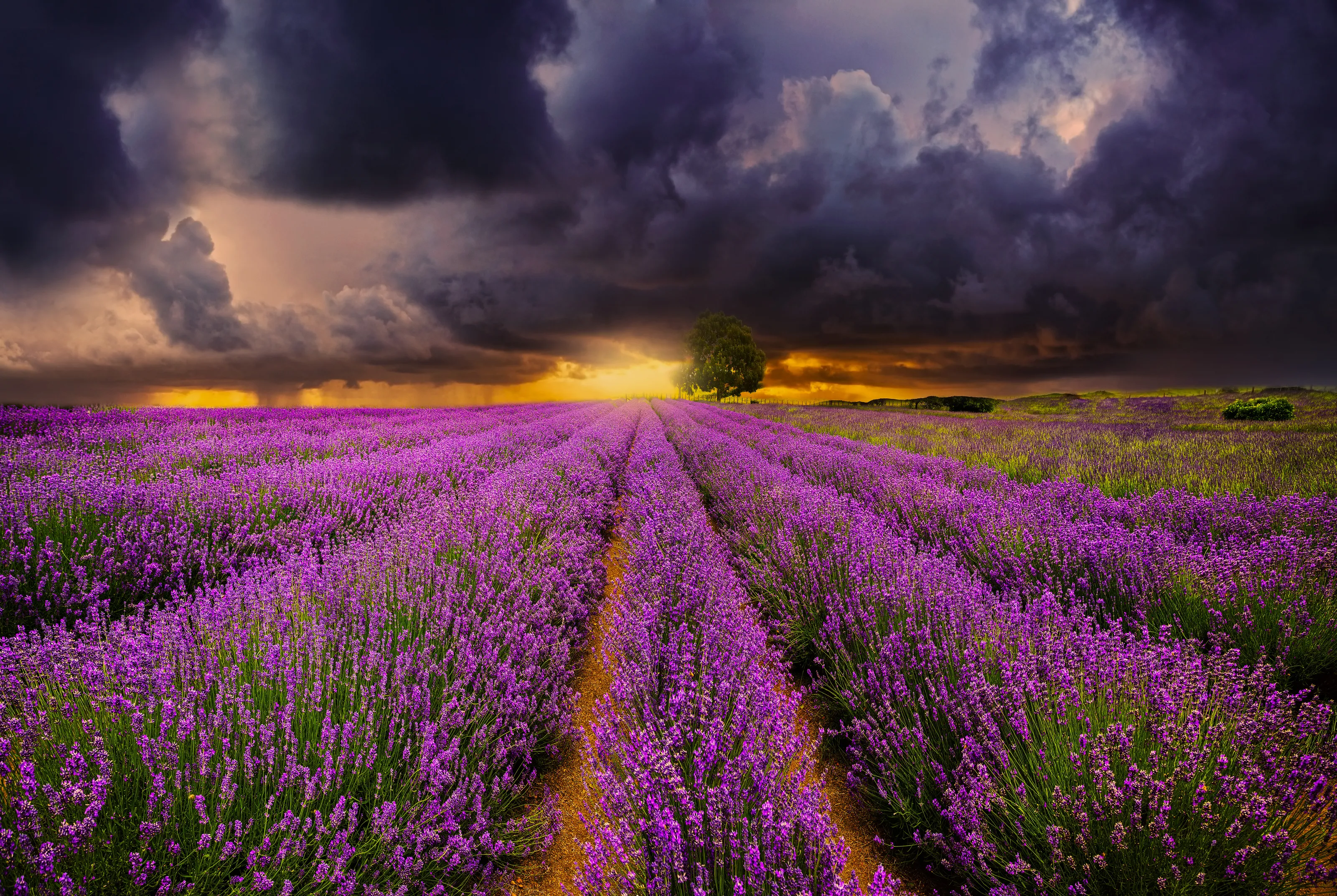 Fields of Lavender