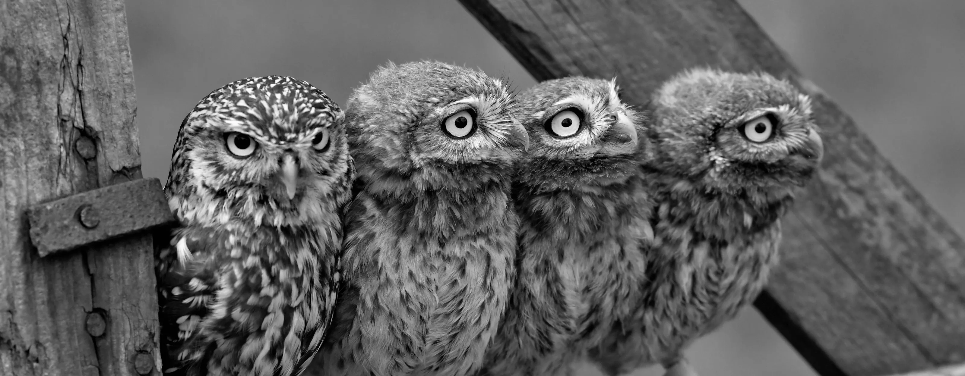 Wildlife in black and white
