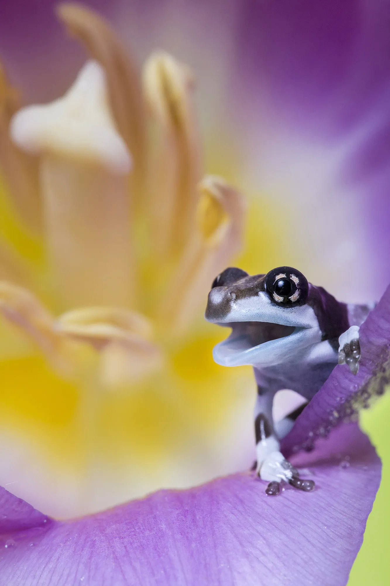 Frogs