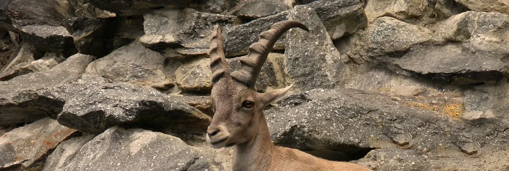 Animals with Horns and Antlers
