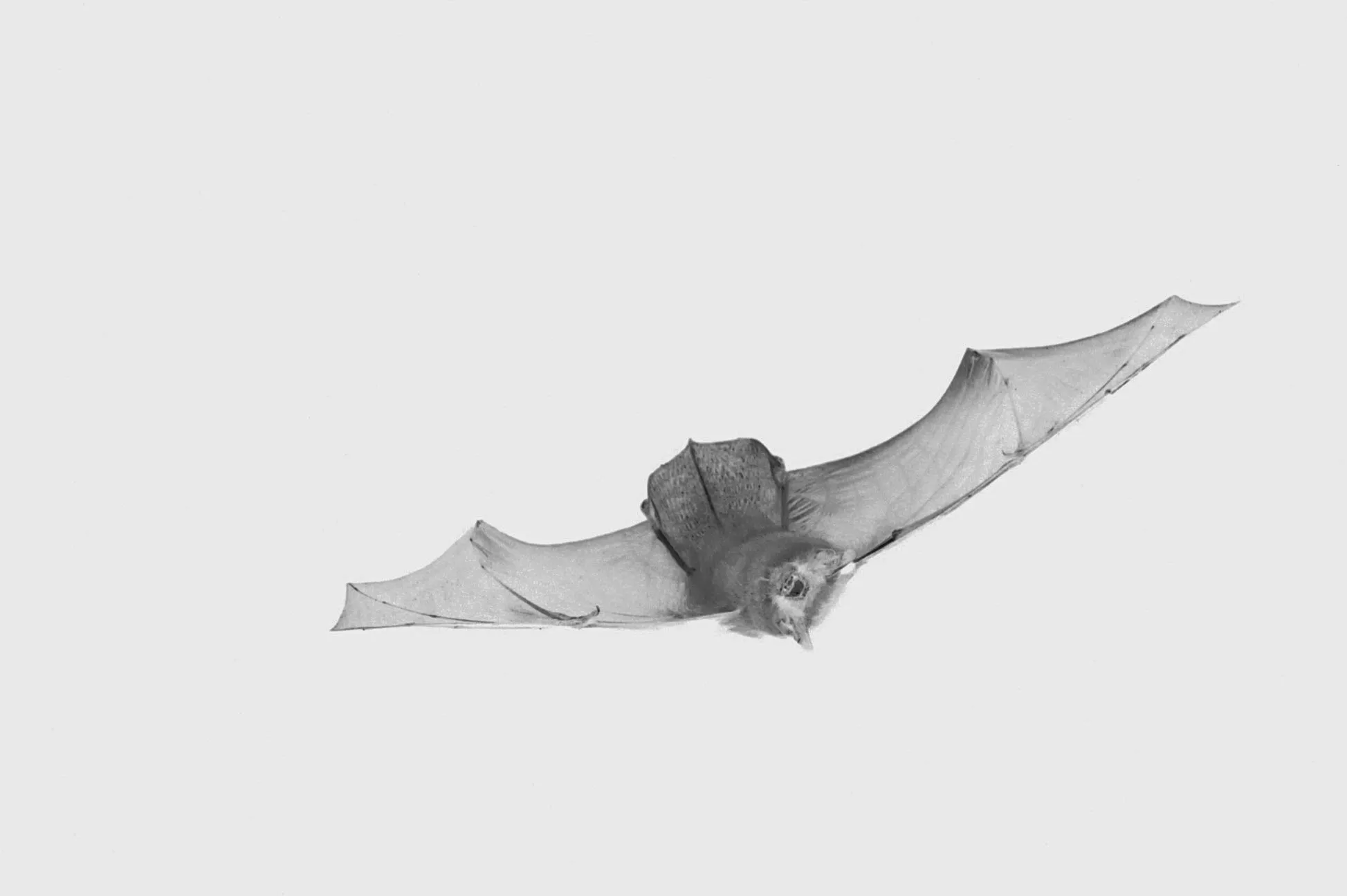 Bats (the animal)
