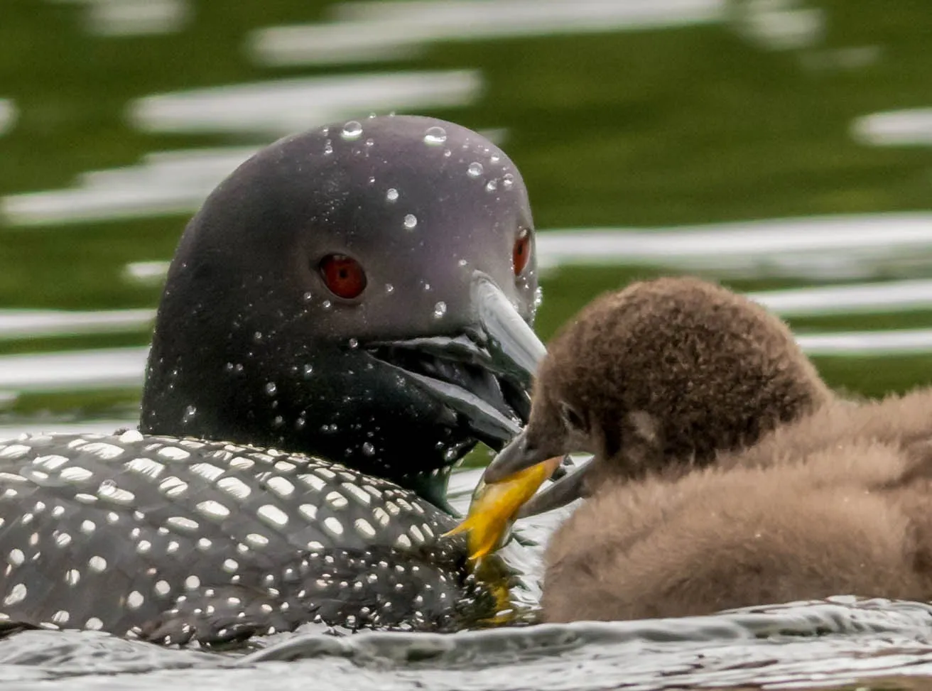 Animals Feeding Their Young