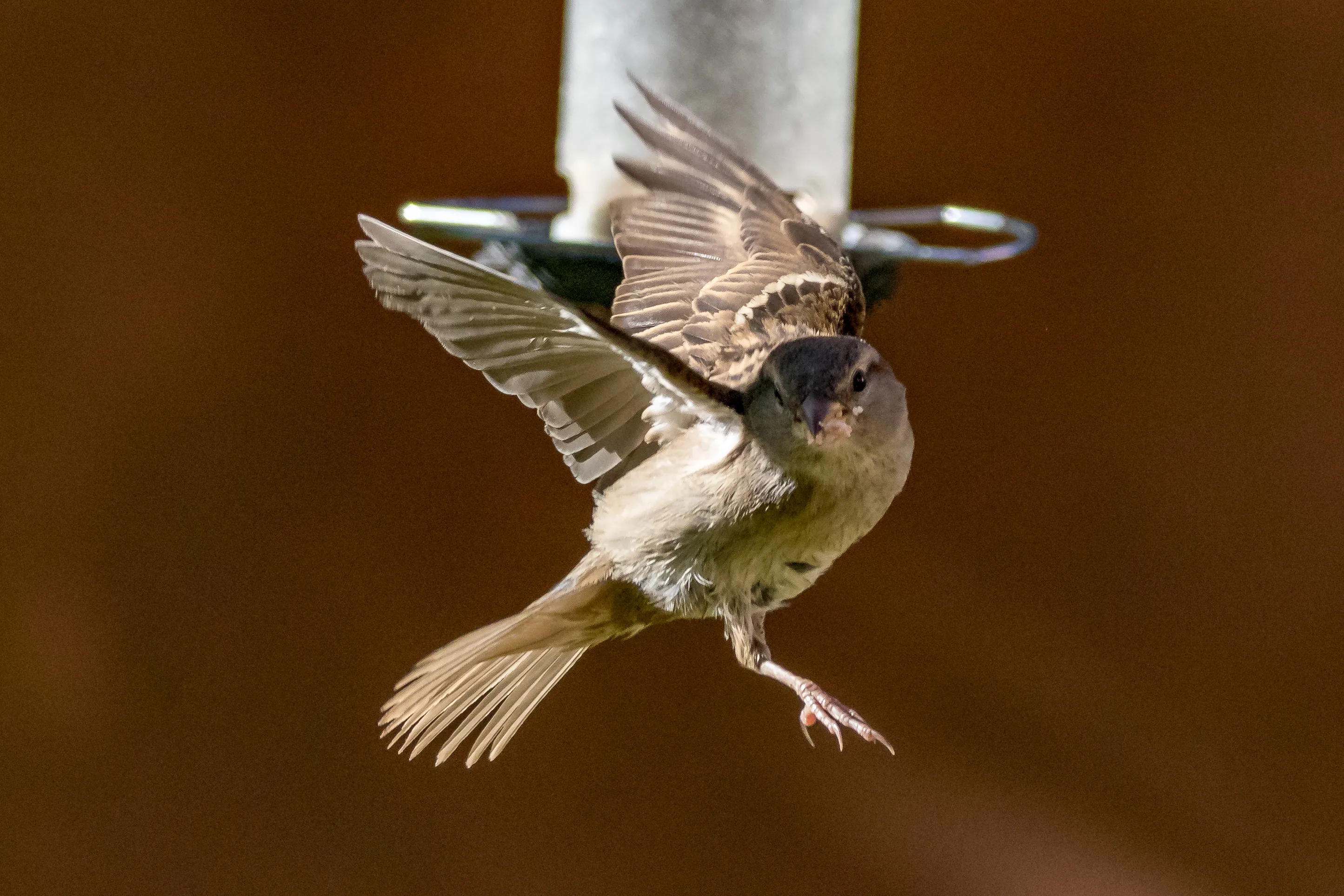 Sparrows