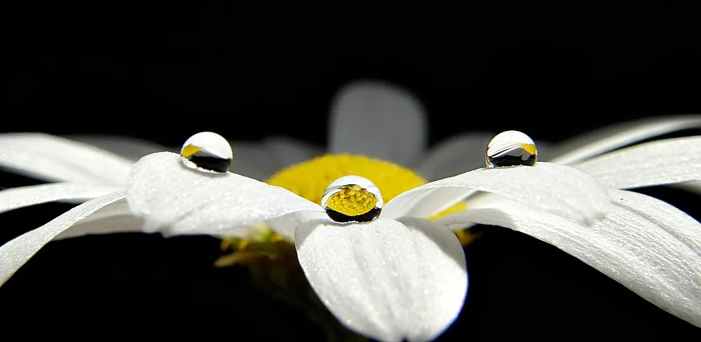 Water Drops on Flowers and Plants