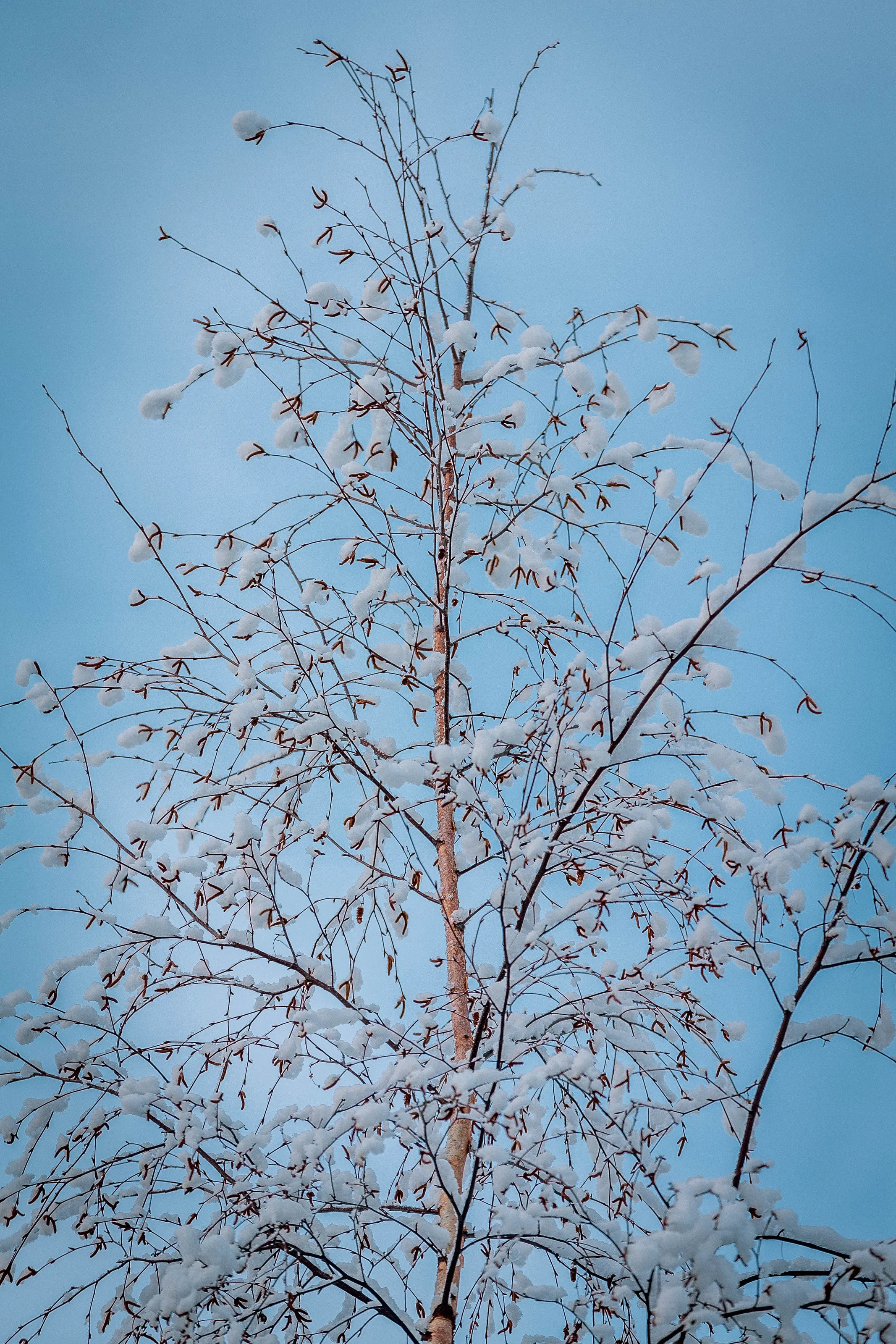 Tree Tops